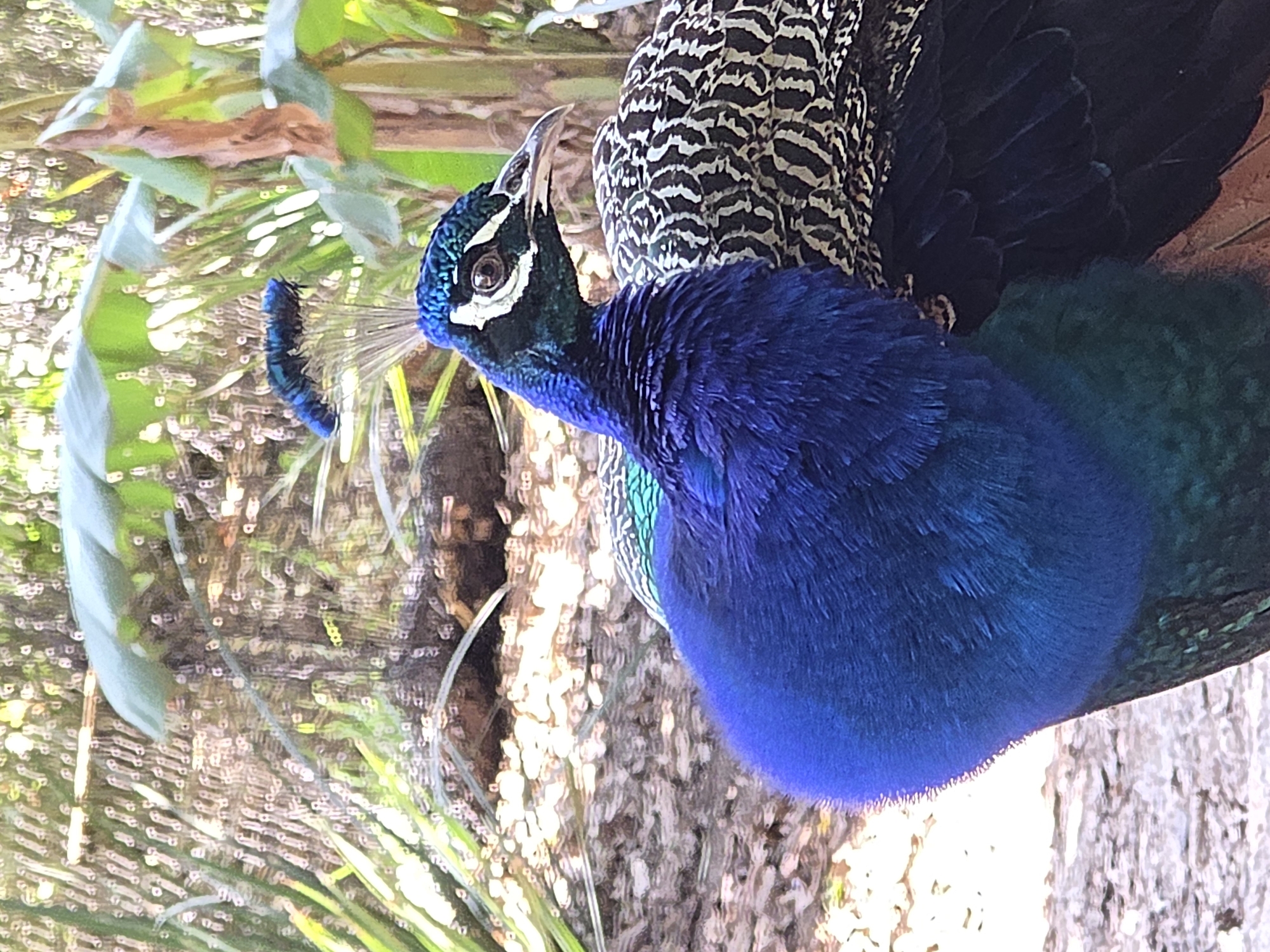 The image shows a peacock in an outdoor setting, likely a park or garden. The peacock's head, neck, and chest are vibrant blue, and its beak is light gray. There are iridescent green feathers visible on its chest and neck. The upper part of its back is covered in black and white patterned feathers. In the background, there are green leaves and plants, suggesting a natural environment. The scene seems to be in daylight, with a soft, diffused light. The peacock appears alert, with its head turned to the left of the frame. The presence of lush vegetation and natural lighting suggests this image might have been taken in a botanical garden or zoo. Though the location is unknown, the image could have been taken in Heroica Puebla de Zaragoza, Mexico, since that was specified in the prompt.