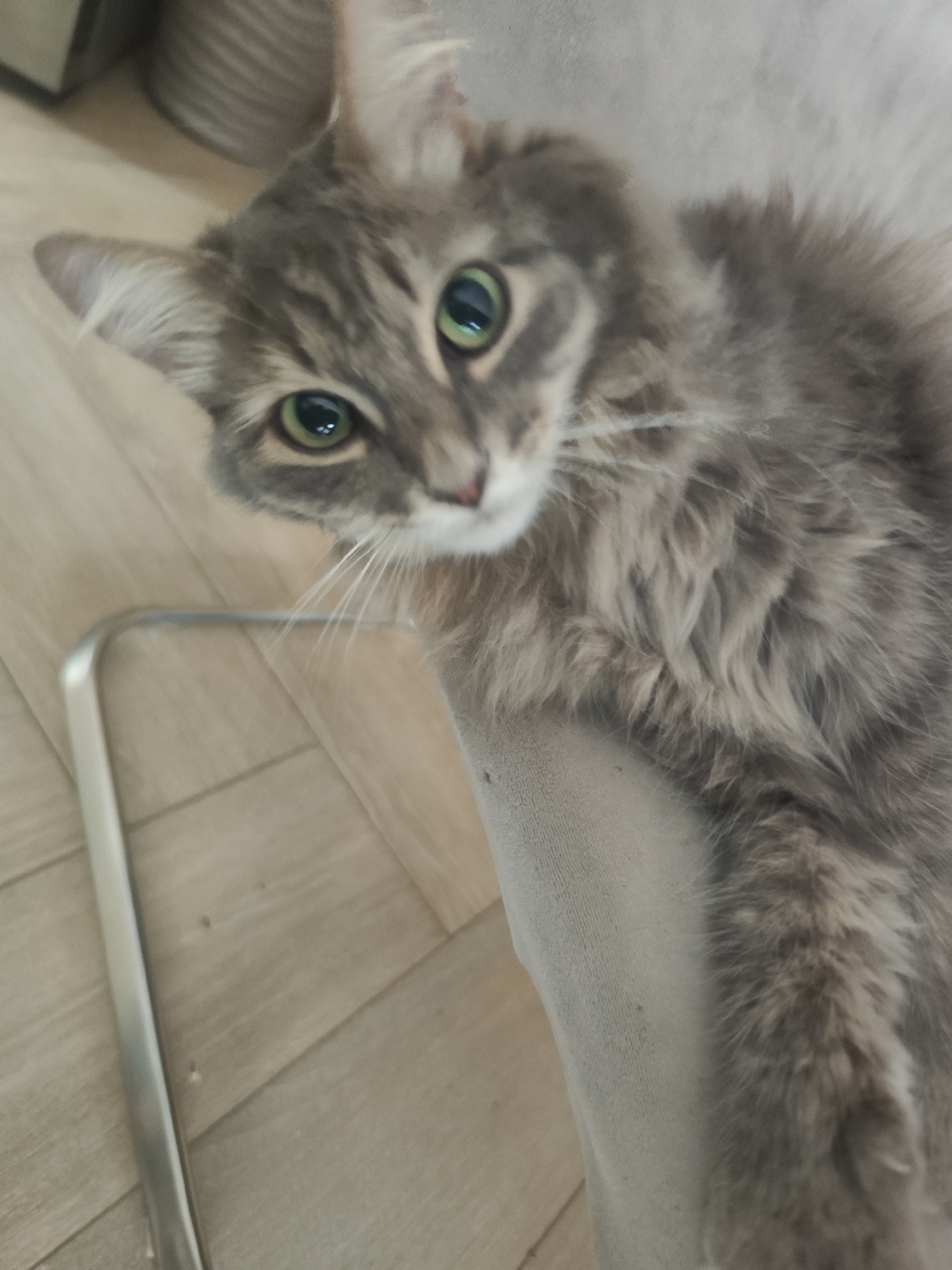 A gray tabby cat with green eyes is the primary subject of the image. The cat is positioned on a gray upholstered surface, likely a chair or sofa. A metal chair leg is visible in the lower left corner of the image. The background includes light-colored wood-grain flooring and a blurred object that appears to be a metallic container. The image appears to have been taken indoors. There is no indication this photograph was taken in Chaikovsky, Russia.