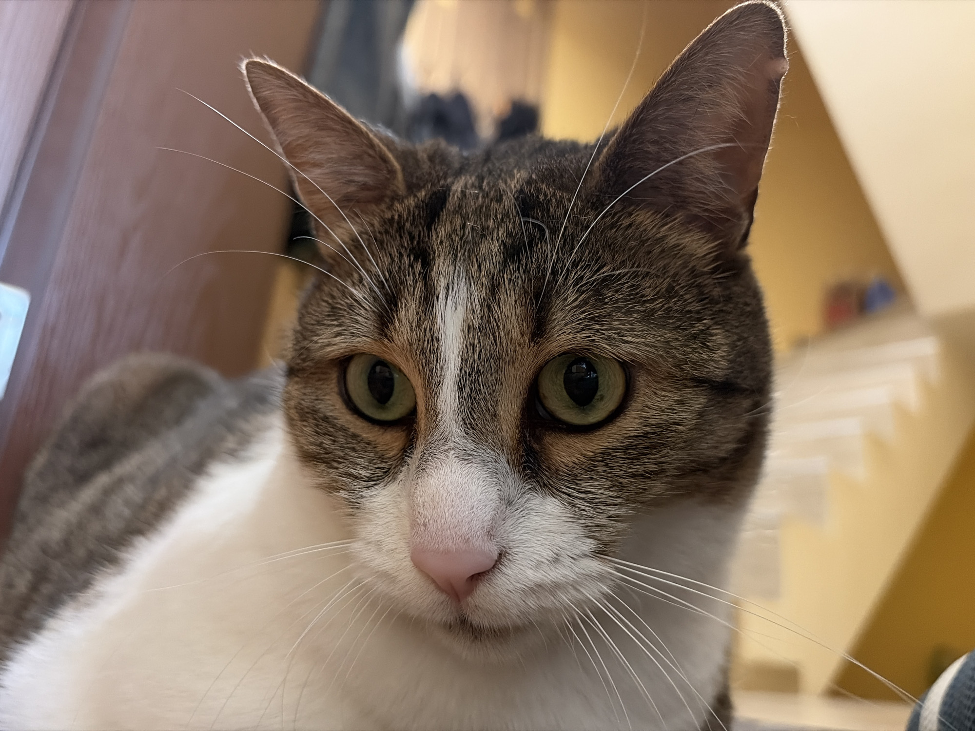 A close-up, eye-level portrait captures the head and upper body of a domestic cat. The cat has striking green eyes and a small, delicate pink nose. Its fur is a mix of tabby patterns in shades of brown and grey, predominantly on its head and ears, contrasted with significant white markings on its face, chest, and possibly belly. A distinct white blaze runs down its forehead and nose. Long, fine white whiskers extend prominently from both sides of its muzzle. The cat's ears are perked upright, and its expression appears attentive and curious.
The background is softly blurred, indicating a shallow depth of field, and suggests an indoor setting with warm, muted lighting. Hints of brown and yellow tones are visible behind the cat, possibly indicating wooden furniture or walls. The lighting is soft and even, highlighting the texture of the cat's fur and the brightness of its eyes. No people or visible text are present in the image. The time of day appears to be daytime, given the soft, natural light.