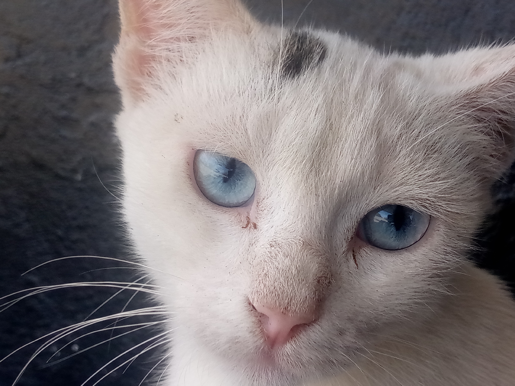 The image is a close-up of a white cat with striking blue eyes. The cat has a pink nose and a small, dark spot on its head. Long, white whiskers extend from its face. The background is a blurry, dark gray. There is no evidence to suggest that this image was taken in Las Guevaras, Venezuela.