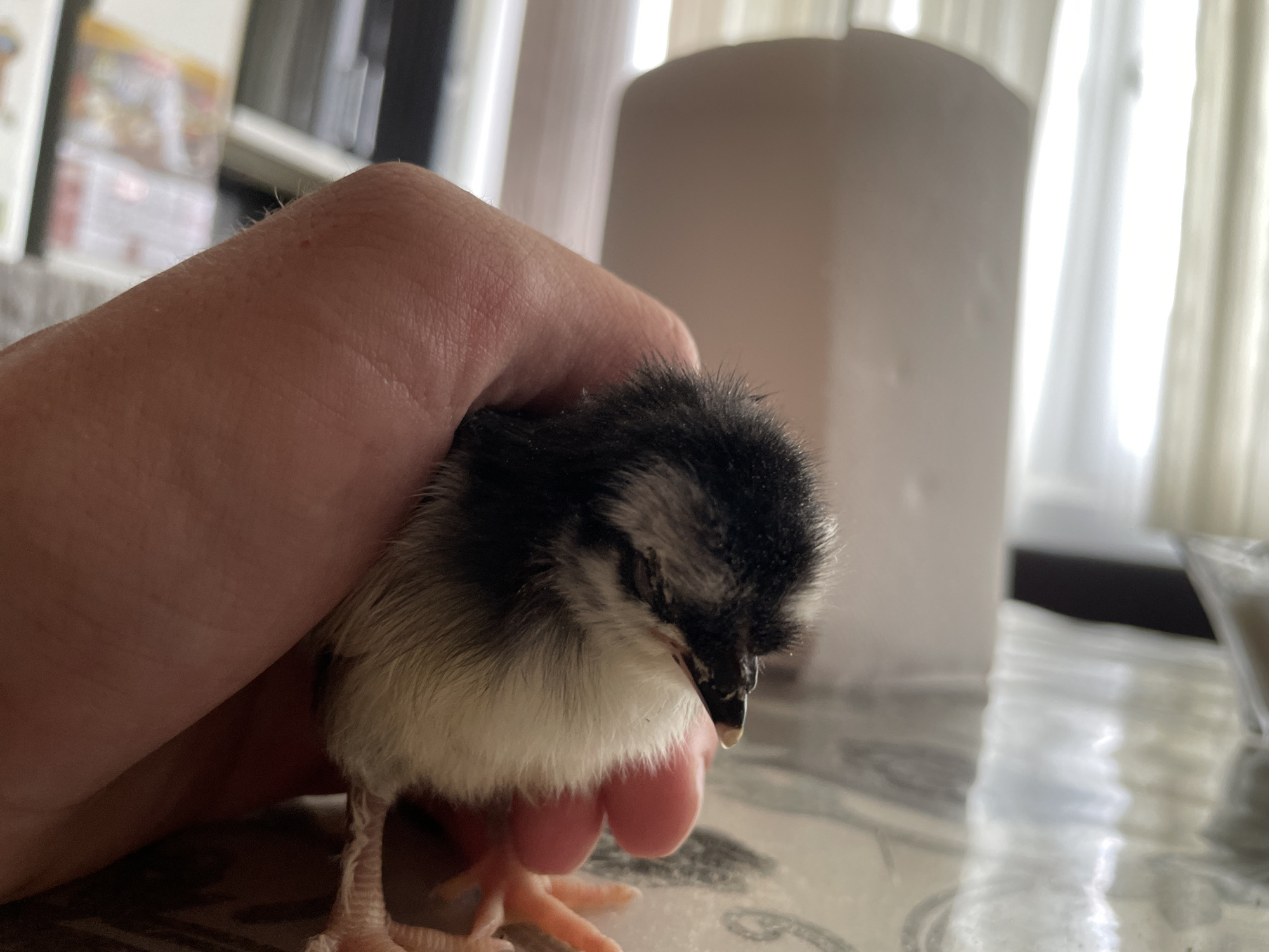 A person's hand gently holds a fluffy black and white chick. The chick is small and appears to be very young, with its head tilted down and its eyes closed. Its tiny pink feet are visible, gripping the person's thumb. The background is blurred, but suggests an indoor setting with natural light coming from a window with sheer curtains. There is a white, cylindrical object behind the chick, possibly a paper towel roll or a vase, and other indistinct objects and furniture. The overall impression is one of tenderness and care.
The image was taken in Zlatograd, Bulgaria.