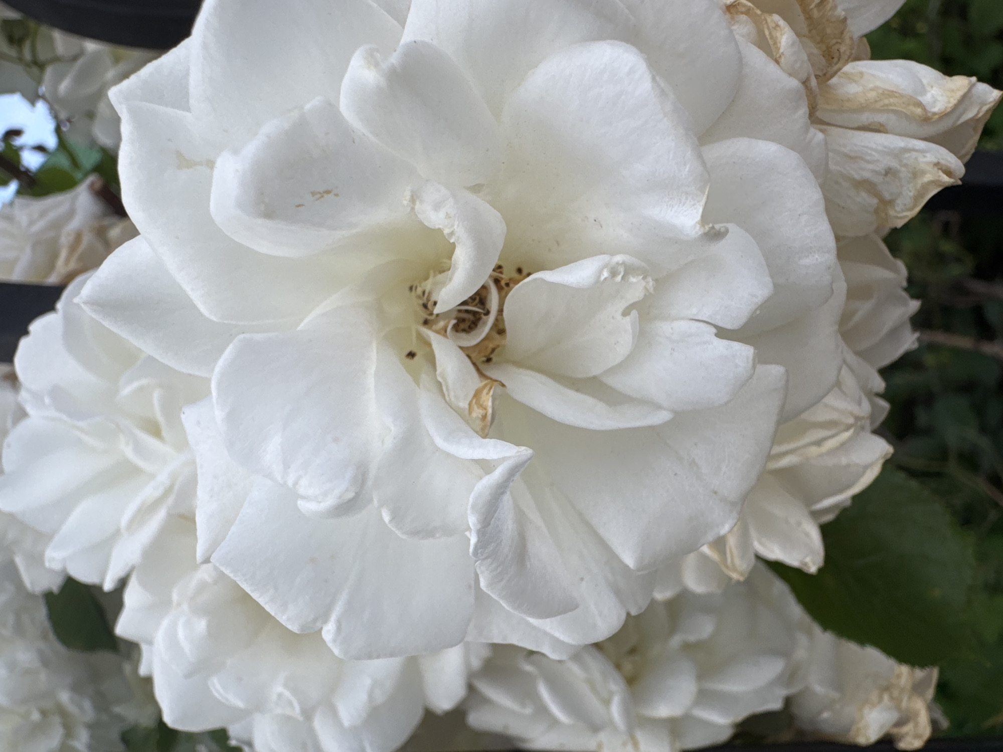 The image displays a close-up, low-angle, vertical shot of a white rose in bloom. The rose is densely petaled with many layers of white petals, some of which are slightly curled or folded. In the center of the rose, a cluster of stamens and pistils are visible, with some appearing to be dried and brown. The petals have a delicate texture, and there are a few small brown specks on some of them. To the left and background, parts of other white roses and some green leaves are visible. A dark vertical object, possibly a fence or railing, is also partially visible on the right side of the image, and a hint of blue sky can be seen in the upper right corner. The overall lighting suggests it is daytime, with soft natural light illuminating the flower. There are no people or animals present. The location is listed as Unknown, Unknown.