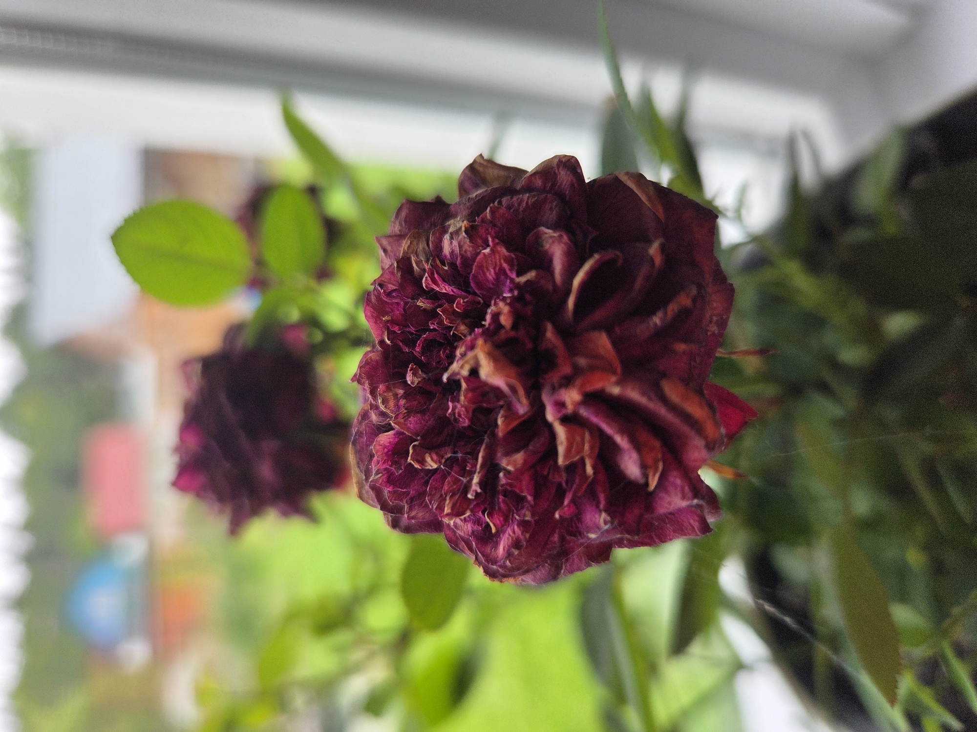 The image shows a close-up view of a dried, dark red rose in the foreground. The rose has many ruffled petals and appears to be wilting. Behind the rose, there are blurred green leaves and a hint of other dried roses. The background is out of focus, showing a hint of a blurry house with a red roof and a blue dome, suggesting a rural or suburban setting. A white window frame is visible on the right side of the image. The overall impression is one of a neglected or past-bloom rose. The location in Восход Снт (фролово), Russia is not explicitly identifiable from the image itself, but the blurry background with houses and greenery is consistent with a Russian dacha or village setting.