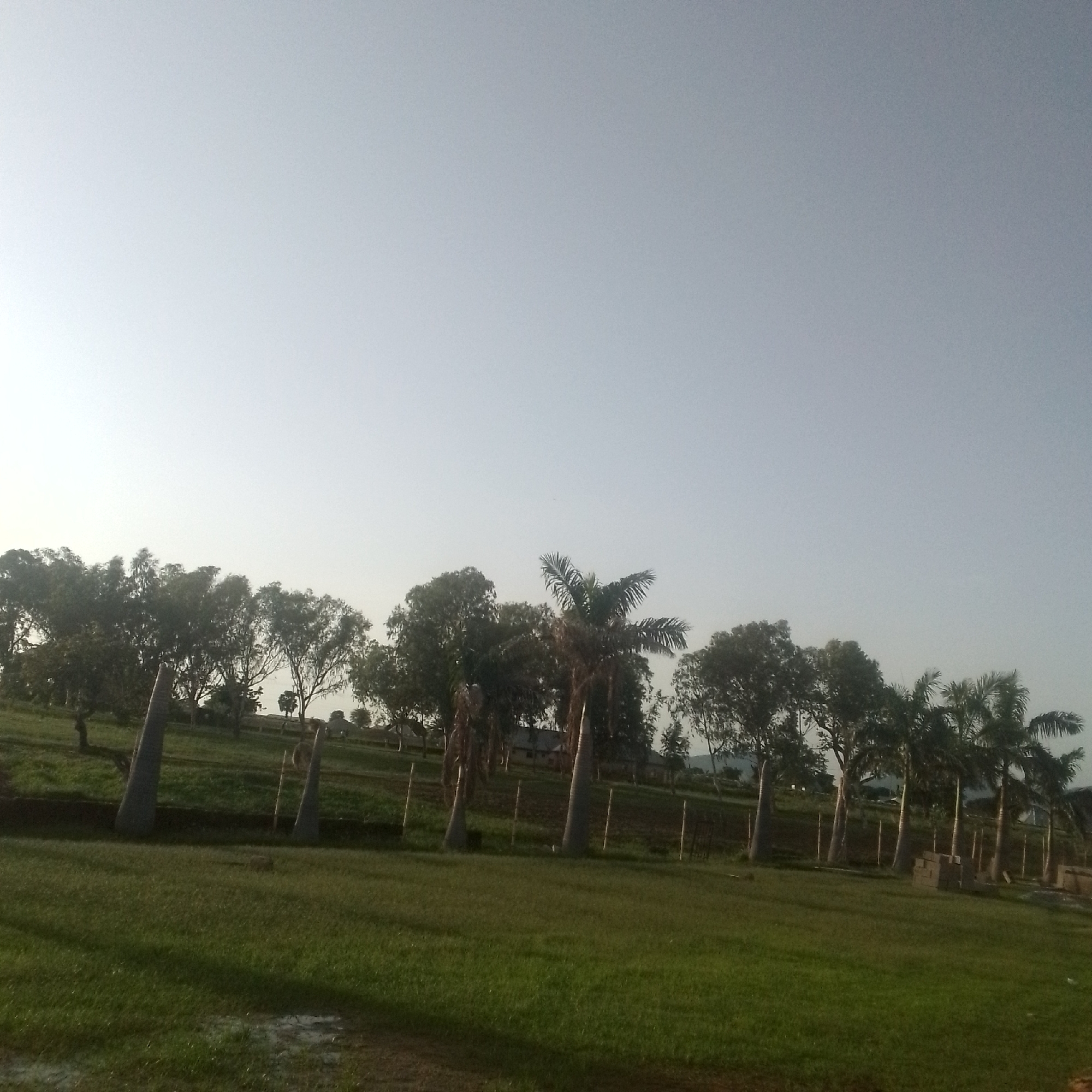The image depicts an outdoor scene in Jalingo, Nigeria, under a clear, bright sky. A manicured green lawn occupies the foreground, with a scattering of puddles reflecting the sky. Beyond the lawn, a low, dark-colored barrier runs horizontally, delineating the edge of the property. Behind this barrier, a gently sloping grassy area is dotted with trees and several palm trees. Some of these palm trees have thick, textured trunks. The background features a line of trees, some with dense foliage and others with sparser branches, interspersed with buildings and what appear to be construction materials, including stacked bricks. The overall impression is a semi-urban or suburban landscape with significant greenery.