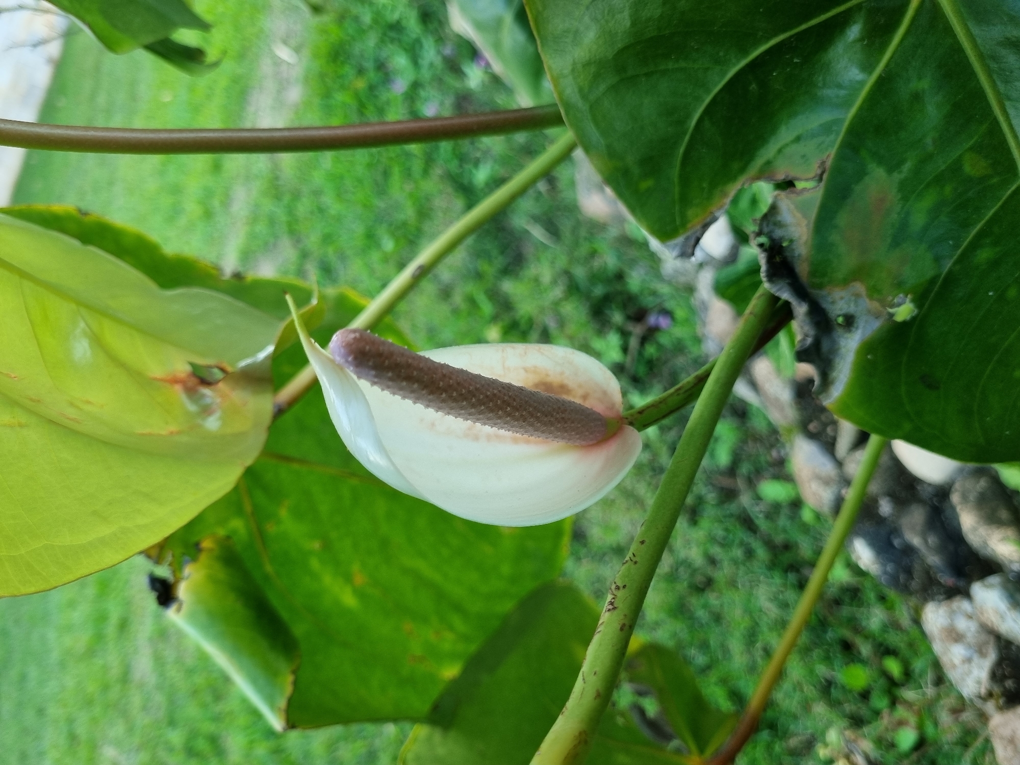 A close-up, eye-level, outdoor shot focuses on a single white anthurium flower with a prominent brown spadix. The flower is positioned slightly off-center to the right, emerging from a lush green plant with large, waxy leaves. One large leaf dominates the upper left of the frame, its texture and veins clearly visible, with some signs of browning and damage along its edges. Another large leaf occupies the lower right, also showing some discoloration. The background is a blur of green grass and some scattered rocks, suggesting a garden or natural setting. The lighting appears natural, indicating it's daytime. There are no people or animals visible in the frame. The image is crisp in the foreground, focusing on the anthurium and its immediate foliage, while the background is soft and out of focus. The specific location in Laranjal Paulista, Brazil, cannot be determined from the visual information alone.