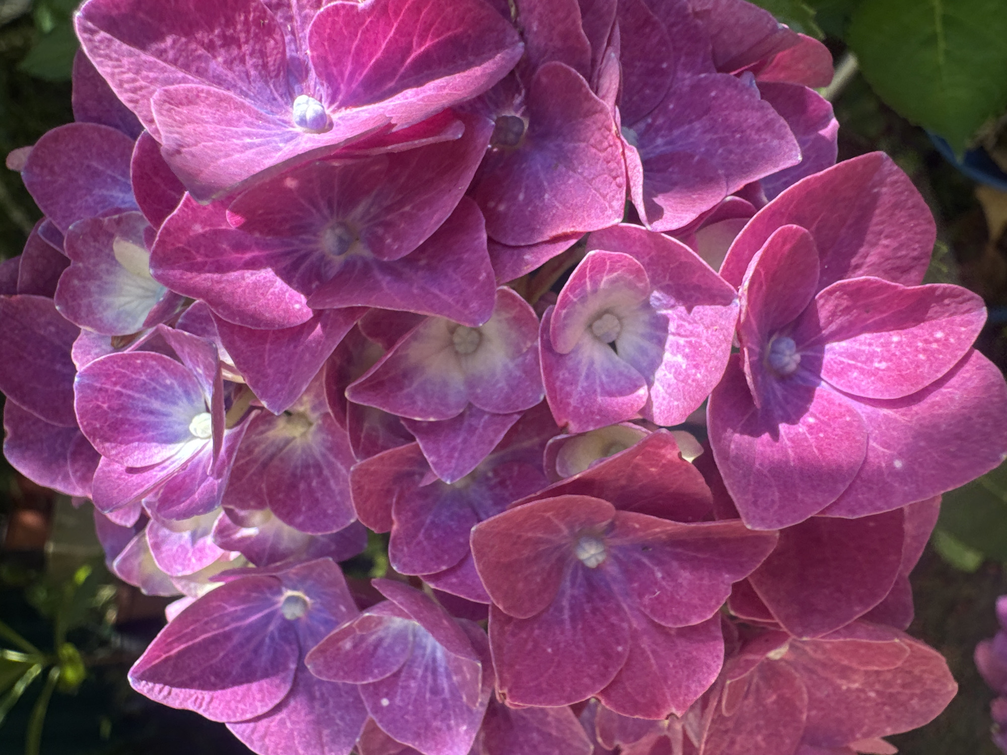 The image is a close-up, eye-level, outdoor photograph of a cluster of pink hydrangea flowers. The flowers are in full bloom, with many individual florets visible. The petals are a vibrant shade of pink, with some lighter white and purple hues in the center of each floret. The lighting suggests it is a sunny day, casting shadows and highlighting the texture of the petals. The background is out of focus, showing hints of green foliage and dark soil. There are no people or animals in the image. The location is identified as Sochi, Russia.