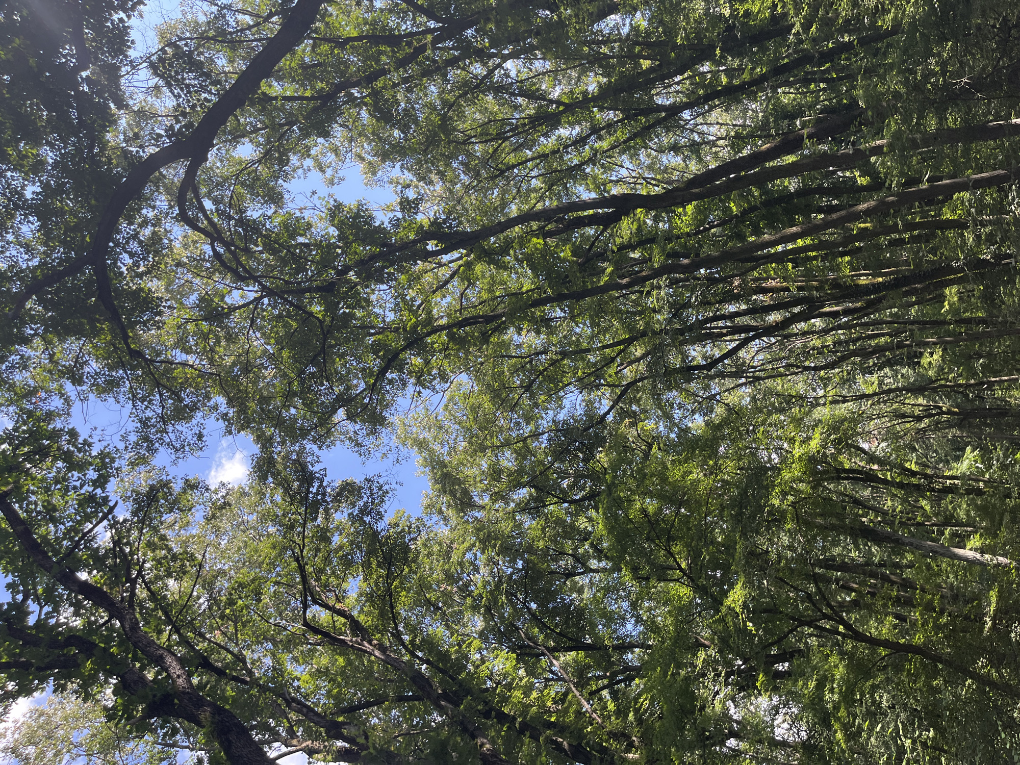 The image shows a view looking upwards through a dense forest canopy on a sunny day. The sky, a clear blue with scattered white clouds, is visible between the interwoven branches and lush green leaves of numerous tall trees. The sunlight filters through the foliage, creating dappled light and shadow on the leaves and branches. The scene depicts a natural, wooded environment, likely a park or forest area. The location is specified as Nikolovo, Bulgaria, suggesting this is a natural landscape within or near the city. There are no people or specific man-made objects depicted in the image. The focus is entirely on the forest and the sky above.