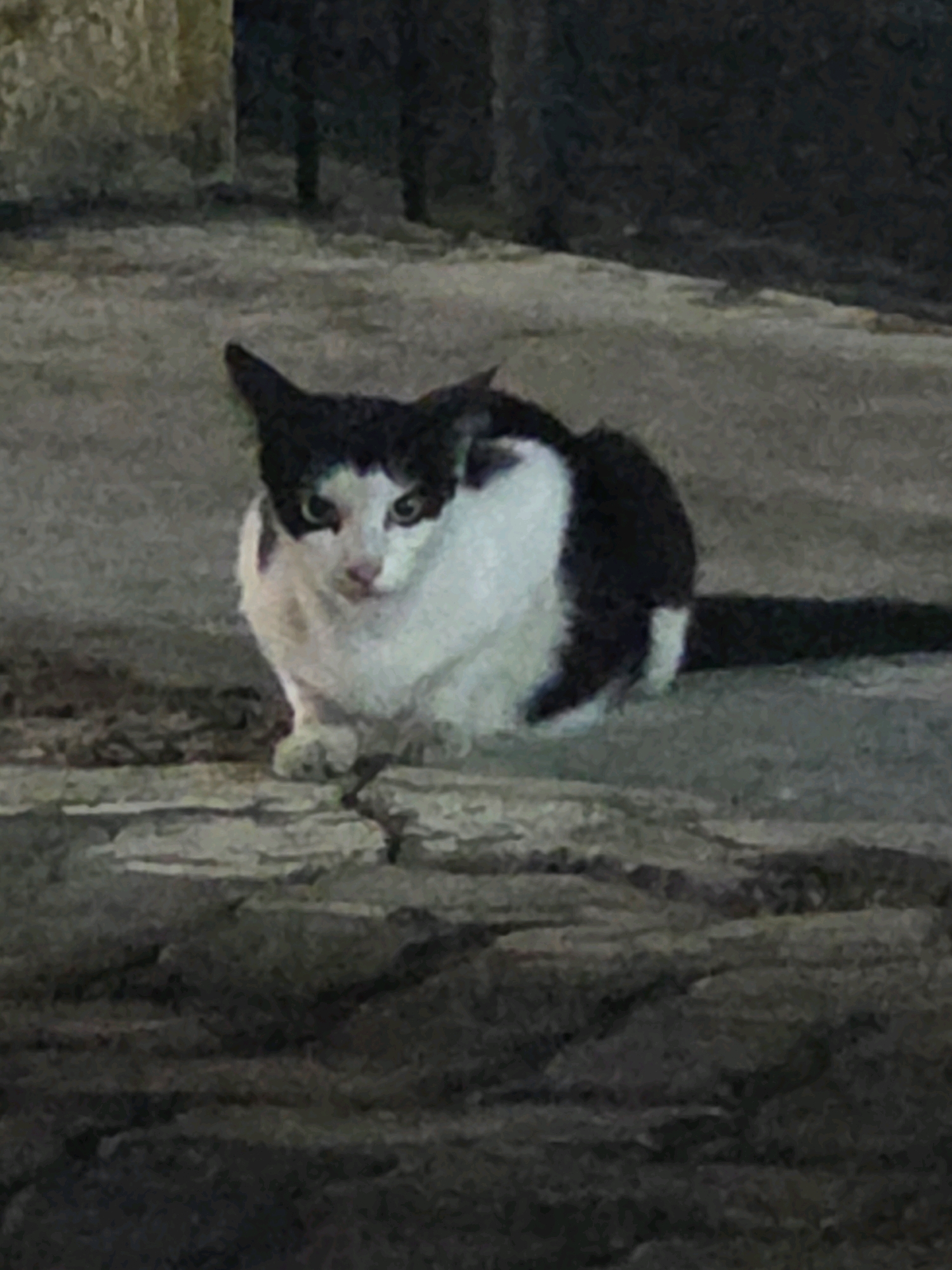 A black and white cat is sitting on a cracked concrete surface in what appears to be an outdoor urban environment. The cat is facing the camera with its head slightly tilted. Its eyes are open and appear to be light green or yellow. The cat has distinct black markings on its head, ears, and back, with the rest of its fur being white. Its tail is long and black. The concrete surface is textured and shows signs of wear and tear, with visible cracks and unevenness. In the background, there is a dark, out-of-focus area that suggests buildings or structures. The lighting is dim, indicating it might be dusk or nighttime. The image quality is slightly grainy, suggesting it was taken with a low-resolution camera or in low light conditions. The location is specified as Tanjung Pinang, Indonesia, though no specific landmarks or identifying features within the city are visible in the image itself.