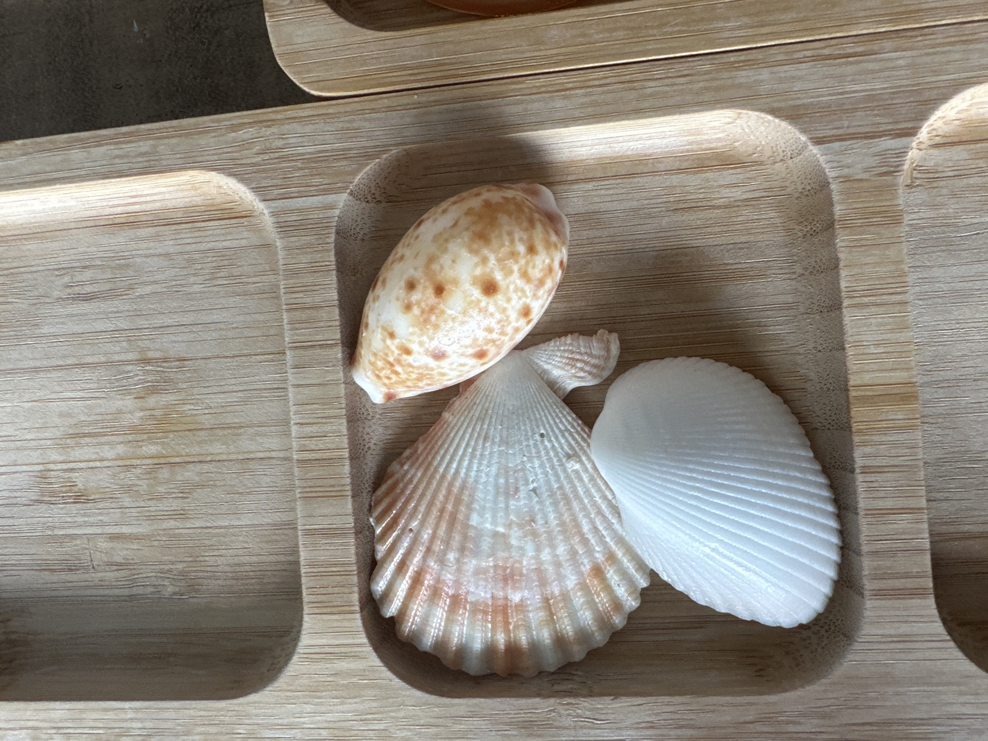 The image displays three seashells arranged within a wooden tray. The tray appears to be made of light-colored wood with visible grain lines and has segmented compartments. One compartment contains a large, fan-shaped seashell with intricate ridges and subtle pink and orange coloration. Adjacent to it is a smaller, smooth, white, bivalve seashell with delicate radiating lines. Completing the arrangement is an elongated, oval-shaped seashell with a speckled pattern of orange-brown spots on a cream-colored background. The lighting suggests an indoor setting, casting shadows within the tray. The context of Malé, Maldives, is not visually evident within the image itself; the scene solely depicts the seashells and the wooden tray.