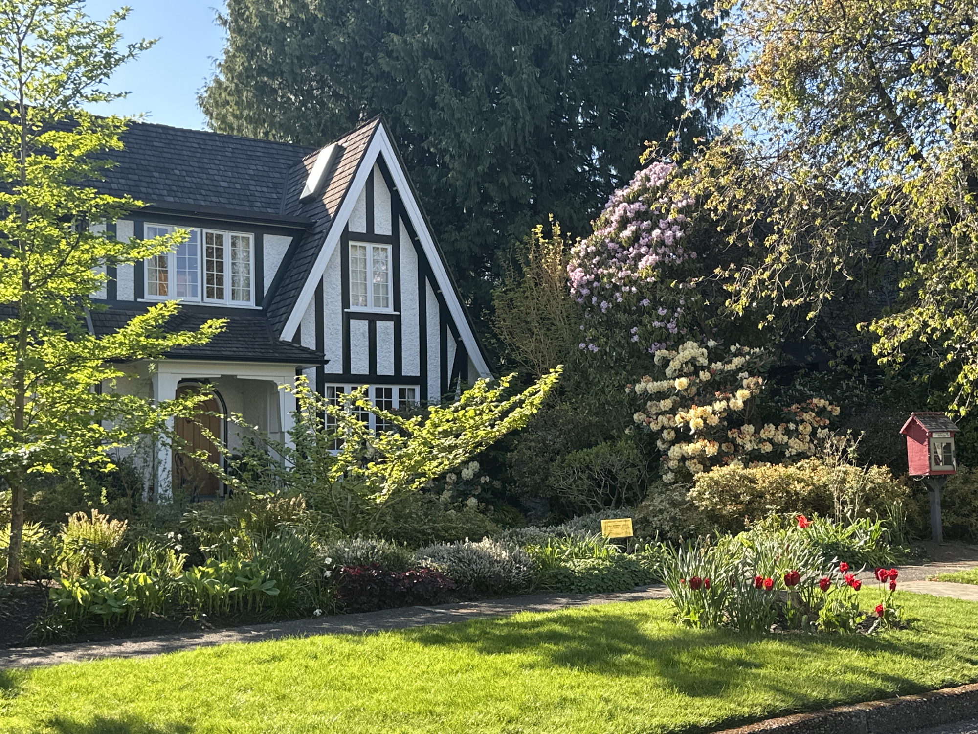 The image captures a picturesque Tudor-revival style house with a lush, well-maintained garden under bright sunlight in Vancouver, Canada.
The central subject is a two-story house featuring white stucco walls contrasted with dark, exposed timber framing (half-timbering) on its prominent gables and upper sections. It has a dark shingle roof, with a dormer window visible on the main roofline and several white-framed windows with multiple panes, some appearing to have a leaded glass effect. A covered porch entrance is partially visible on the left side of the house.
The foreground features a neatly manicured green lawn with long shadows cast across it, indicating a clear, sunny morning or late afternoon. On the right side of the lawn, a vibrant cluster of red tulips adds a splash of color. The garden beds in front of the house are densely planted with a variety of shrubs and perennials, displaying shades of green, silver, and burgundy foliage. A small tree with bright green, nascent leaves stands on the left. In the midground, large flowering shrubs include one with light purple or pink blossoms and another with creamy white or yellow flowers.
In the background, tall, dense evergreen trees provide a dark green backdrop against a clear blue sky. On the far right, near the sidewalk, a small, red, house-shaped structure, likely a "Little Free Library," is mounted on a post. A small yellow sign is partially visible in the garden, which clearly reads "POLLINATOR PATHWAY" and "A BIRD-FRIENDLY HABITAT." The scene evokes a sense of peace and a well-cared-for environment.