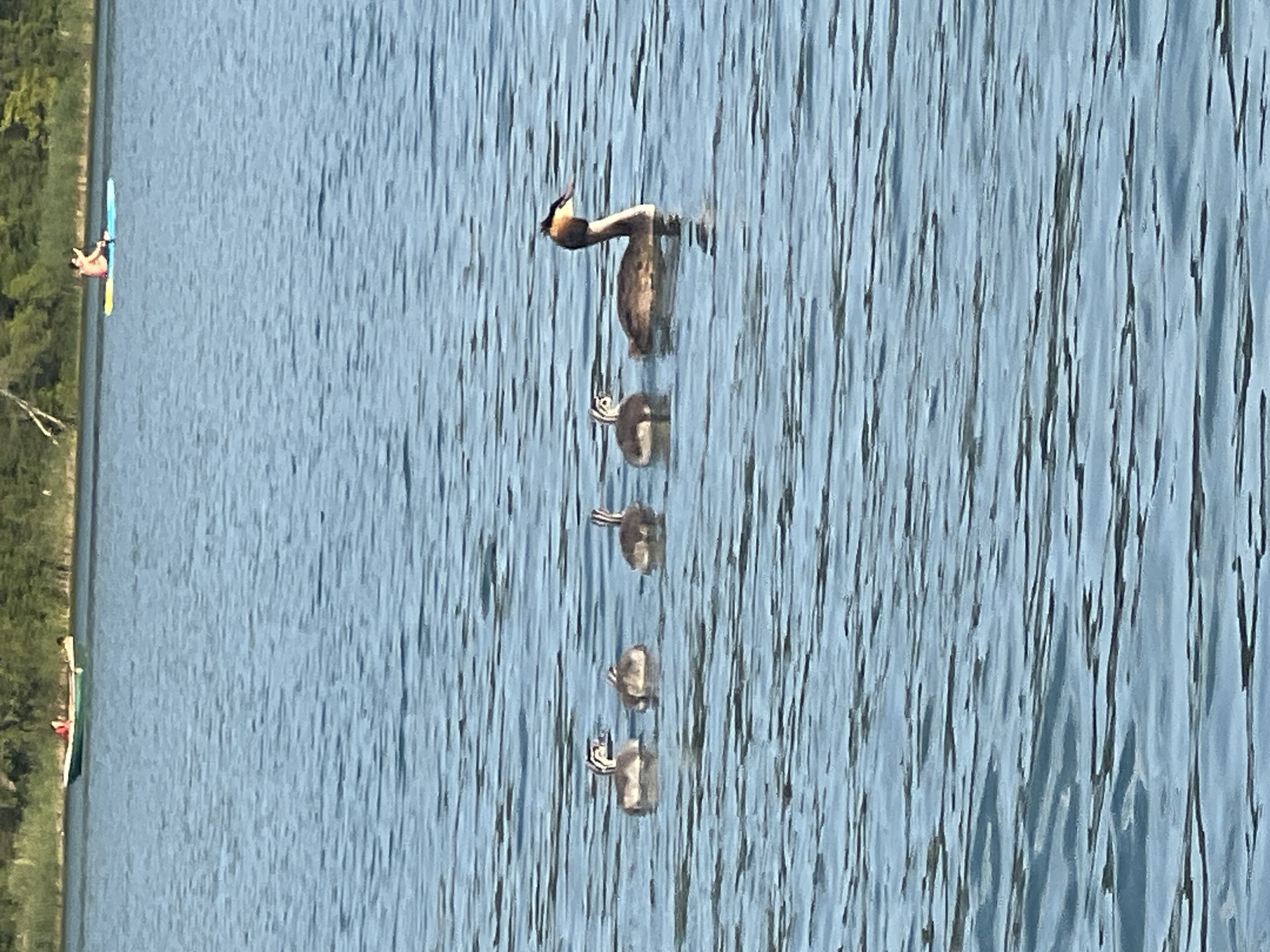 In the foreground of the image, a family of grebes is swimming on a body of water. A parent grebe, with its distinctive head crest, leads a line of four ducklings, each with striped markings. The water is rippling, suggesting a gentle breeze. In the middle ground, two boats are visible on the water. One is a green rowboat with at least one person in it. Further in the distance, a person is paddleboarding on a colorful board. The background shows a dense line of trees, likely the shore of a lake or river. The scene appears to be a calm day at an outdoor recreational area. This scene is consistent with locations such as the Vingis Park lake or the Vilnius city embankment along the Neris River, popular spots for water activities and wildlife observation within Vilnius, Lithuania.