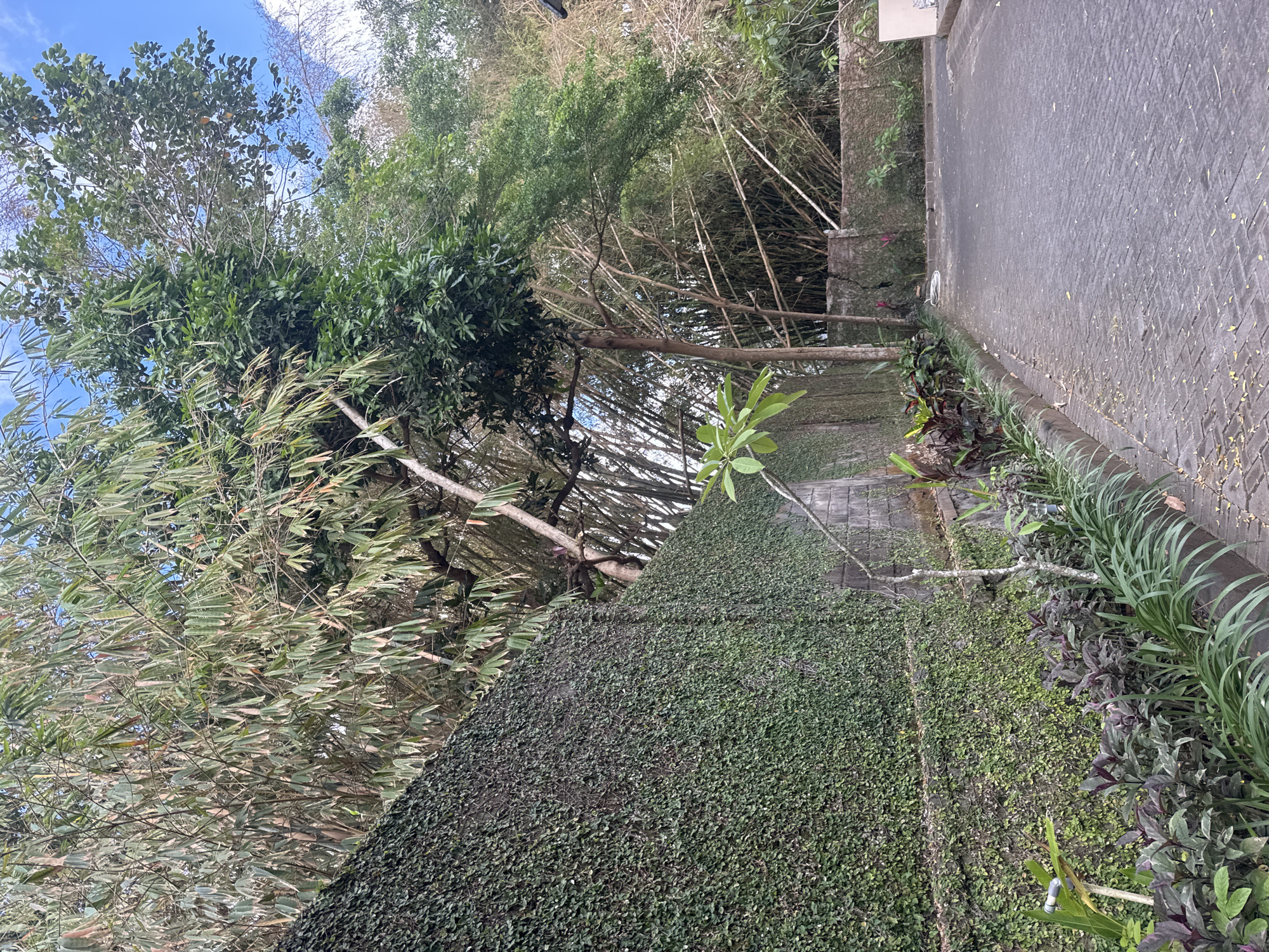 A paved pathway, constructed of grey interlocking bricks, extends into the frame from the right, bordered by lush vegetation. To the left, a tall, grey stone wall is completely covered in dense green ivy, creating a textured, uniform surface. Behind the ivy-covered wall, a grove of bamboo stalks rises, their slender stems and long, narrow leaves creating a dappled pattern of light and shadow. Further back, mature trees with full canopies of green leaves are visible against a bright blue sky with scattered white clouds. The scene suggests a tropical environment, likely in Kuta Selatan, Indonesia, given the presence of bamboo and dense foliage. No people or animals are visible in the image.