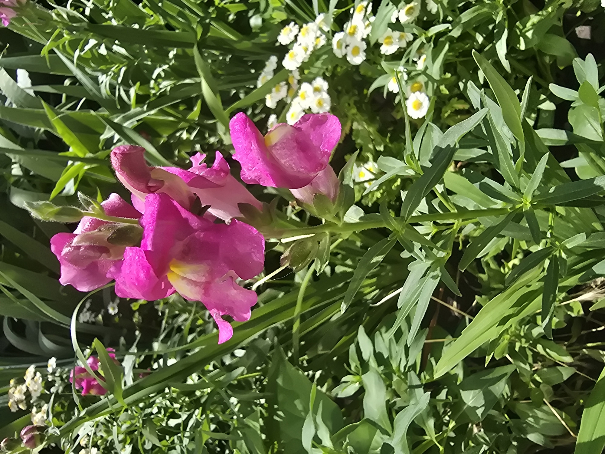 A close-up, vertically oriented, outdoor photograph captures a vibrant pink snapdragon flower in bloom, centrally positioned against a backdrop of lush green foliage and smaller white flowers. The snapdragon, characterized by its distinctive mouth-like shape, showcases delicate yellow markings within its bloom. Several buds are visible on the stem, suggesting ongoing growth. The surrounding plants, including tall green blades and other flowering species, create a natural garden setting. The lighting suggests it is daytime, with sunlight illuminating the scene. The image appears to be taken in a garden or park, potentially in Vyshneve, Ukraine, given the context of the request. There are no people or animals present in the photograph.