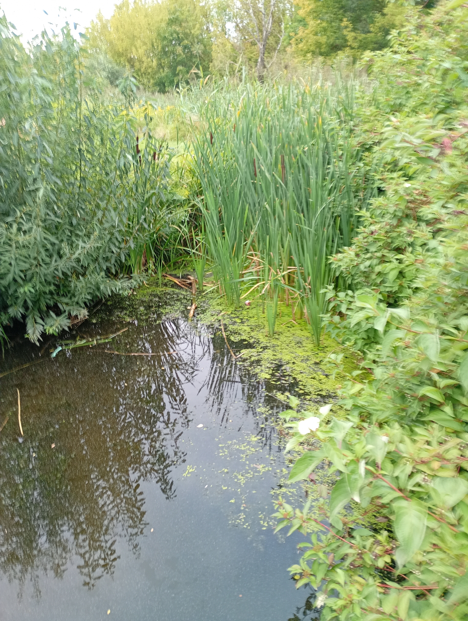The image depicts a tranquil natural scene with a body of dark water on the left, reflecting the surrounding greenery and sky. The water's surface is partially covered with a vibrant green, dense layer of aquatic vegetation. On the right side of the water, tall, reedy plants with dark brown seed heads, possibly cattails, grow abundantly, interspersed with other lush green foliage. The background consists of trees and shrubs, creating a dense, verdant backdrop. In the foreground, to the right of the water, a cluster of leafy green plants with some lighter colored flowers is visible. There are no people or animals present in the image. The scene appears to be a natural pond or marshy area, likely situated in a green space or park within the city of Białystok, Poland, given the context provided. The overall impression is one of natural growth and calm.