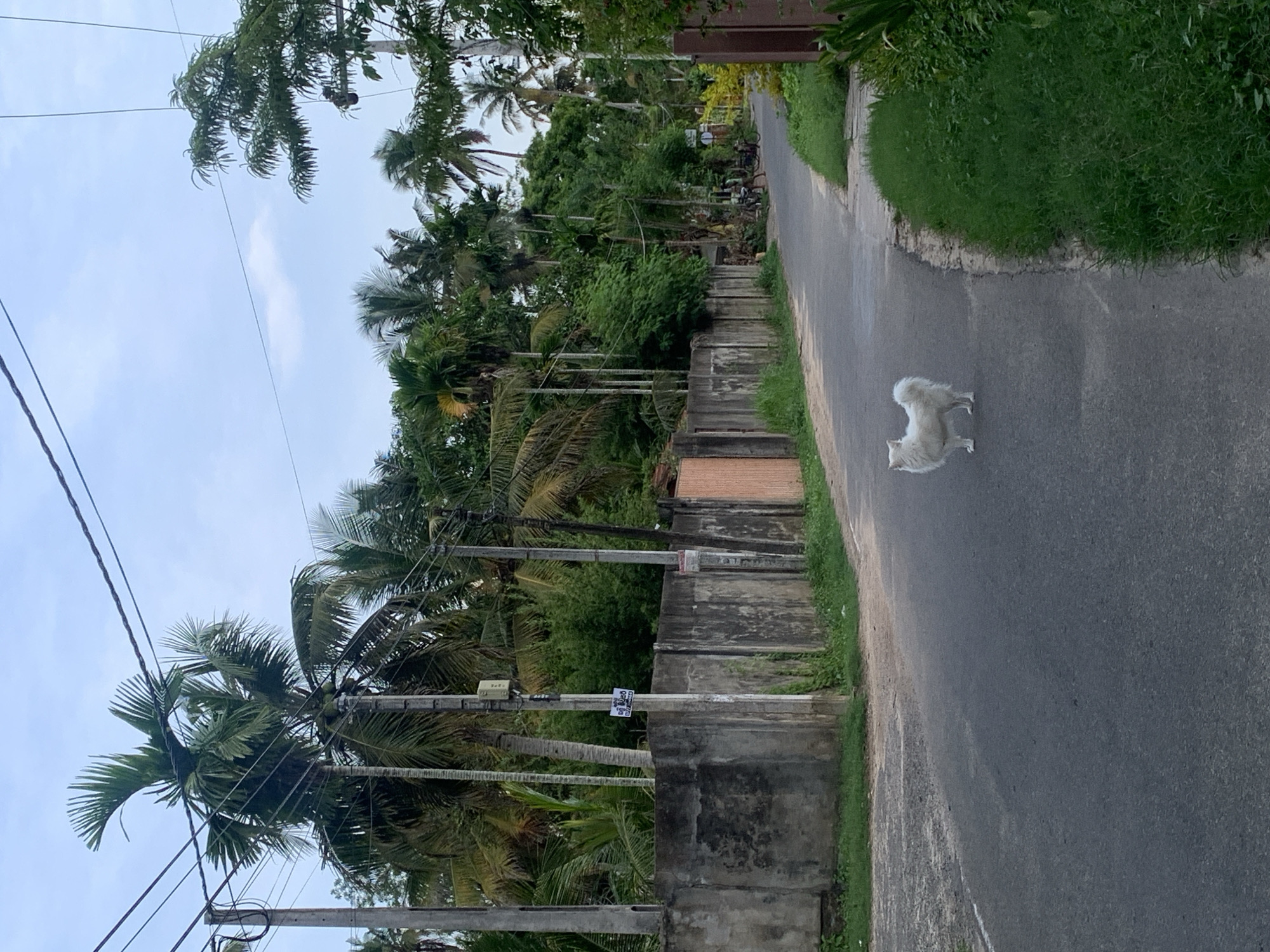 The image depicts a street scene in Ahangama, Sri Lanka. A white dog stands on the asphalt road, which runs between a concrete wall on the left and a grassy verge on the right. Beyond the wall, tall palm trees and tropical vegetation are visible, interspersed with utility poles and power lines stretching across the sky. The sky is overcast.