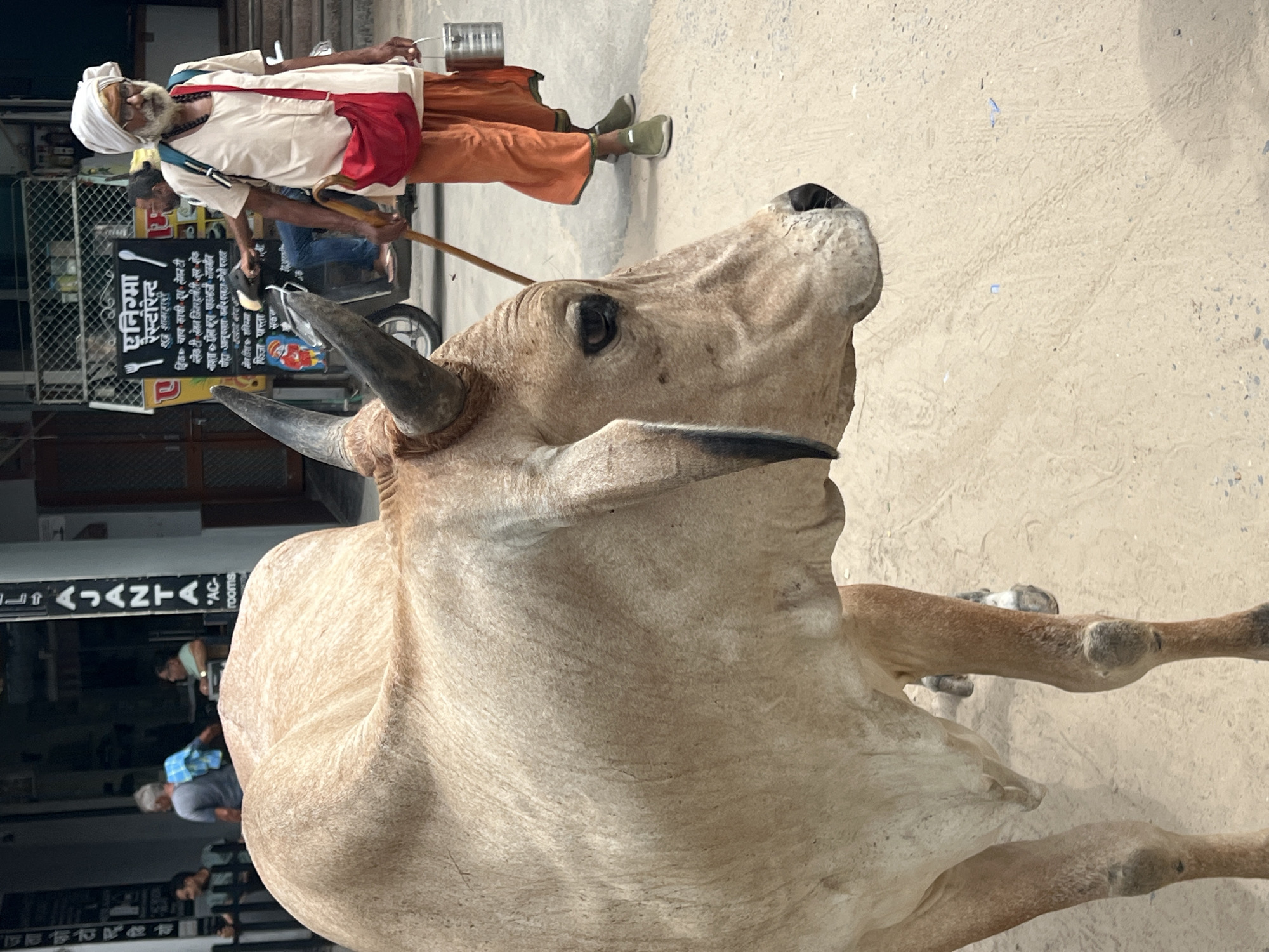 A light brown cow stands in the foreground, facing right. Its head is in profile, with a dark eye and nostril visible. The cow's large hump is prominent. Behind the cow, a man with a white turban and beard walks towards the right, holding a wooden stick and a metal container. He wears a light-colored tunic and orange pants, with a red bag slung over his shoulder. In the background, a scooter is parked near a food stall with Hindi writing on a sign. Several other people are visible further back, near buildings. The ground appears to be a dusty, paved surface, consistent with a street in Pushkar, India.