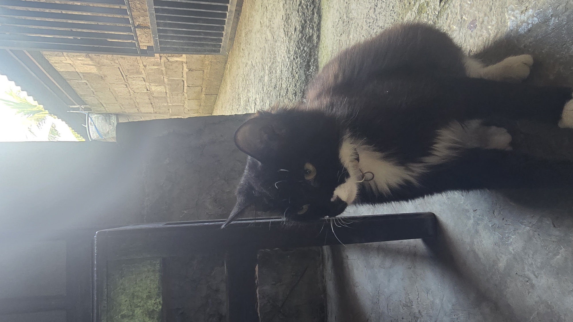A black and white cat, commonly known as a tuxedo cat, is the central subject of this image. The cat has striking yellow eyes and is wearing a collar with a small metallic ring. It appears to be lying or resting on a dark, possibly wooden, rectangular frame, which could be part of a small table or stool. The cat's head is turned slightly downwards and to the left, and its posture suggests a moment of rest or observation.
The setting appears to be an outdoor or semi-outdoor area in Seririt, Indonesia, possibly a covered patio or a space adjacent to a building. The ground and walls are made of concrete, with varying textures and shades of grey, indicating some wear or rustic construction. Above, a metal grate structure is visible, likely part of a roof or ventilation system.
Bright natural light streams in from the left side of the frame, creating strong highlights and shadows, indicating it is daytime, likely sunny. In the background to the left, some green foliage, possibly palm leaves, is visible against a bright, hazy sky. The overall scene suggests a casual, everyday moment in a tropical environment. No text is visible in the image.