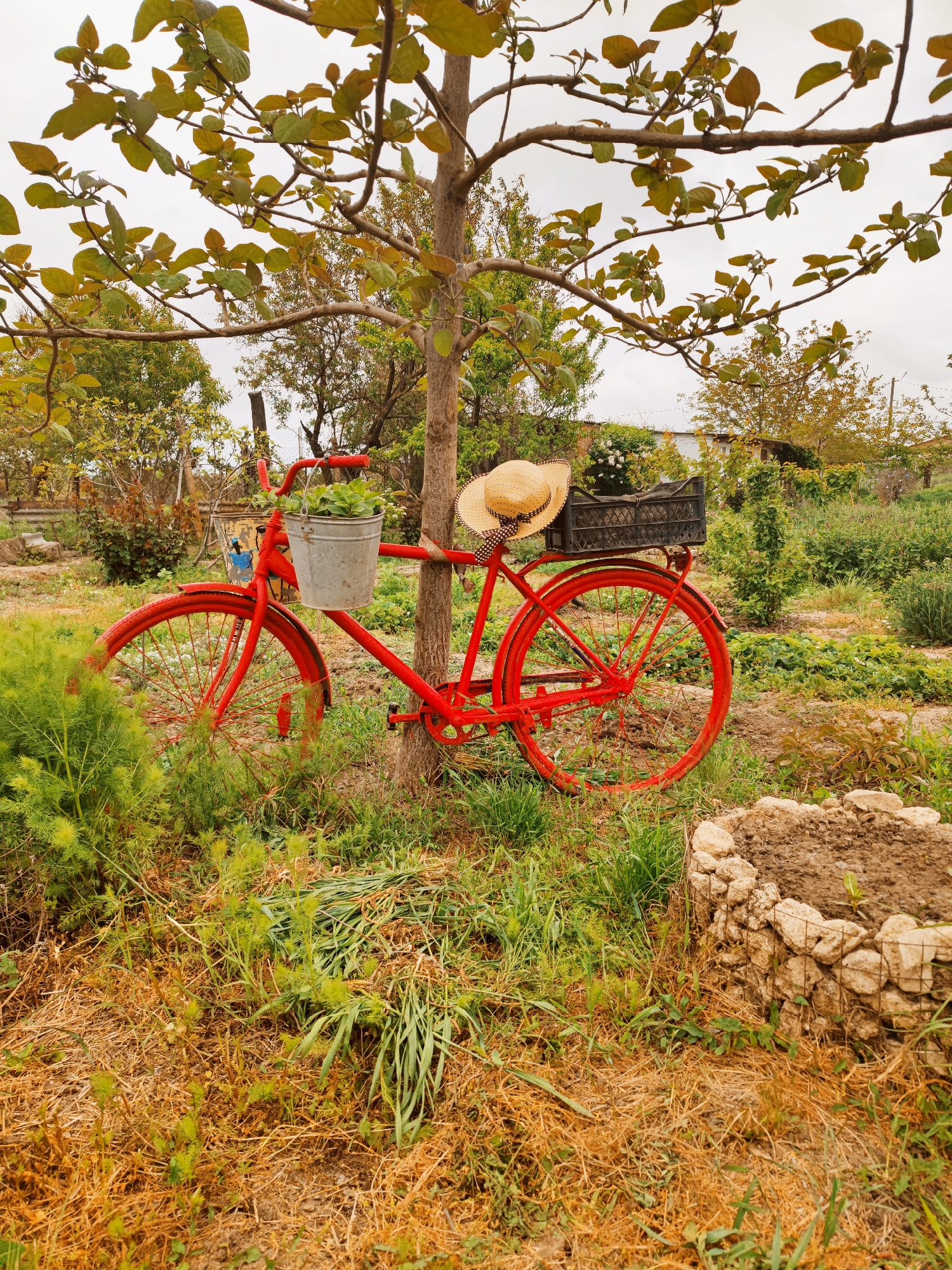 A red bicycle is parked in a garden next to a tree. The bicycle has a bucket filled with plants hanging from the handlebars, and a straw hat rests on the frame near the tree. A crate sits on the back of the bicycle. The garden is filled with various plants and a stone-lined planter. The setting is in Yubileyny, Russia. No people are visible.