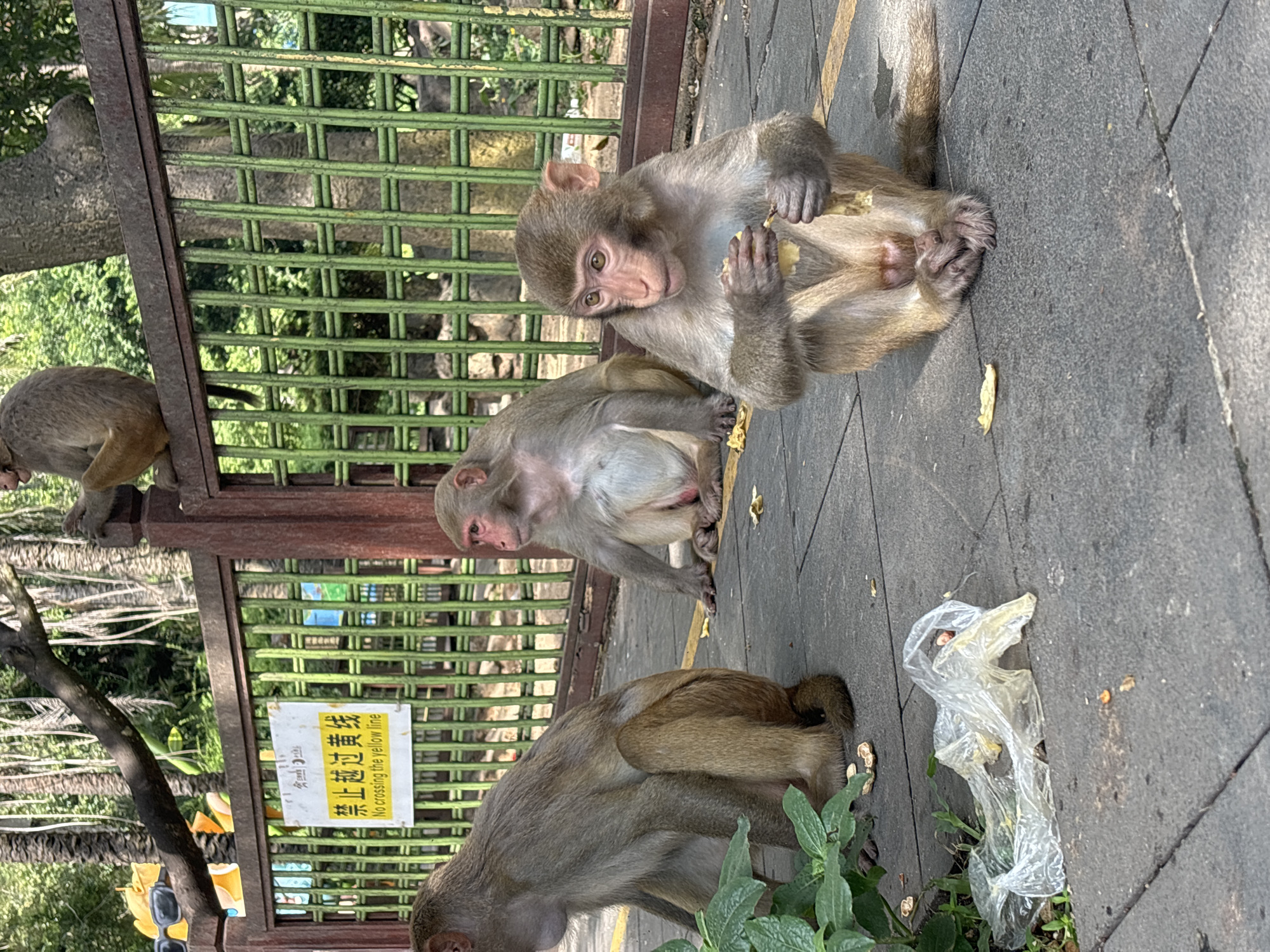 In Nanwan Village, China, three monkeys are visible on a paved surface. One monkey sits on the ground, facing left, with its head turned slightly upwards. Another monkey sits on the ground to its right, facing forward and eating something. A third monkey is perched on a green metal fence in the background, facing left. A sign on the fence reads "No crossing the yellow line" in English and Chinese. The area is an outdoor enclosure with trees and foliage visible in the background. A piece of clear plastic is on the ground in the foreground.
