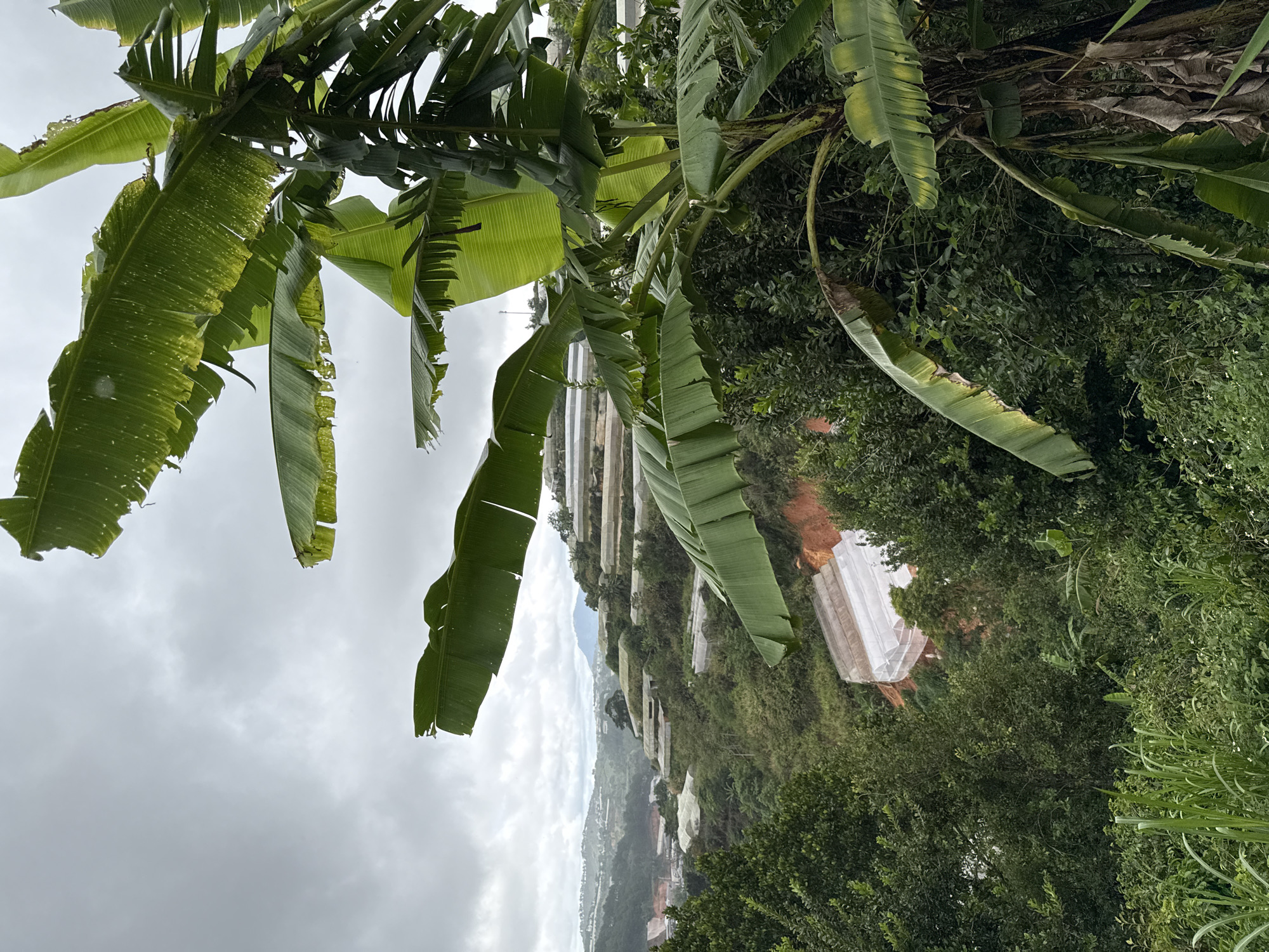The image shows a hillside in Cam Ly - Da Lat, Vietnam, partially obscured by banana tree foliage in the foreground. Terraced greenhouses are visible on the slope, covered in translucent white plastic sheeting. The hillside is predominantly green with dense vegetation. In the distance, a cloudy sky hangs over a cityscape.