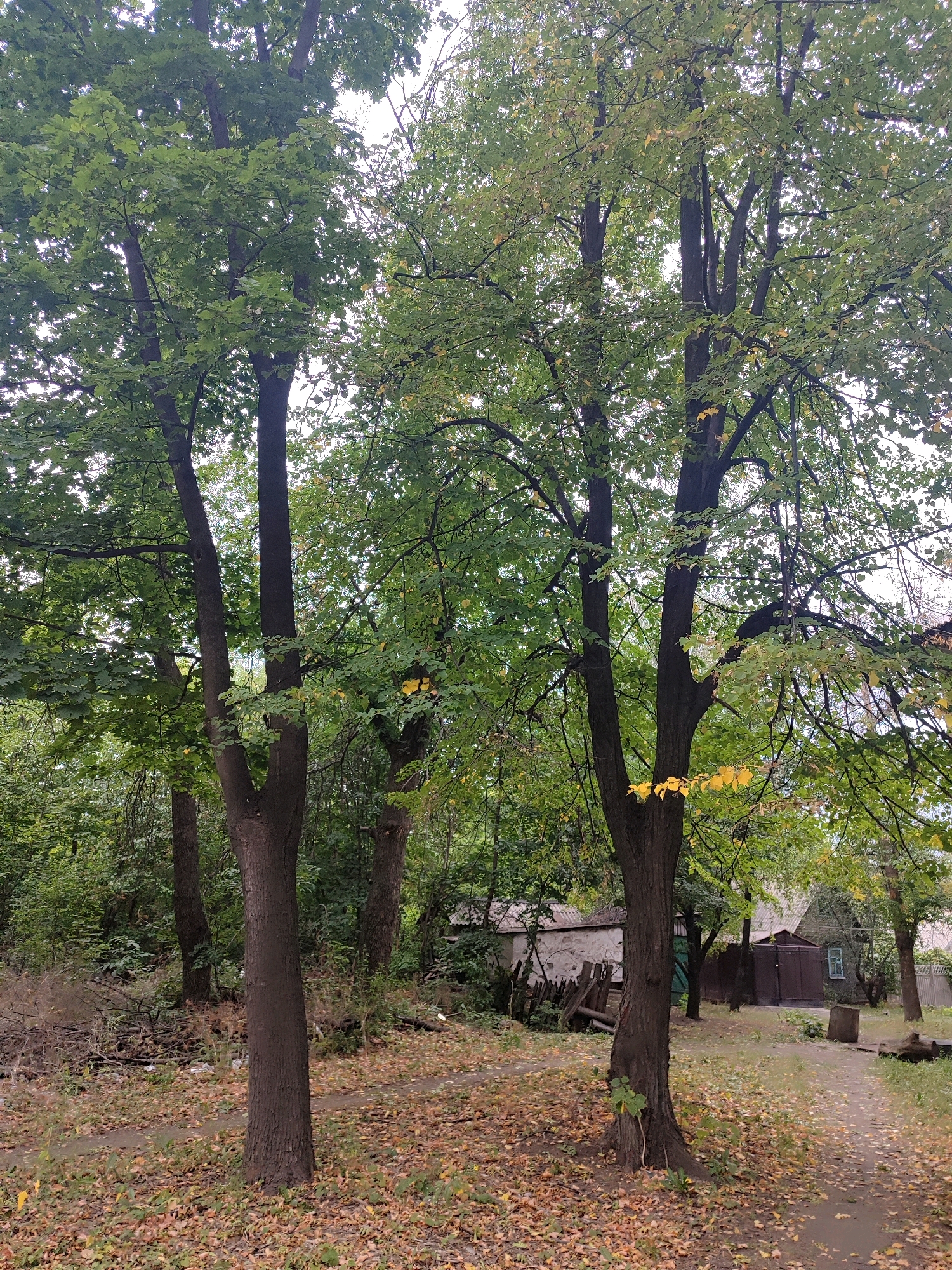 This image captures an outdoor scene with mature trees and a rustic, somewhat neglected environment. In the foreground, a path winds through fallen leaves, suggesting it is autumn. Several large trees with full canopies dominate the scene, their leaves a mix of green and yellow. Behind the trees, glimpses of buildings are visible. One building appears to be a shed or outbuilding with a stone foundation and a wooden roof. Another structure, possibly a house, is partially obscured by trees, featuring a brown wooden door and a green window. Wooden fences and scattered debris are also present, contributing to the slightly unkempt appearance of the area. The sky is overcast, creating a soft, diffused light. There are no people or animals visible in the image.