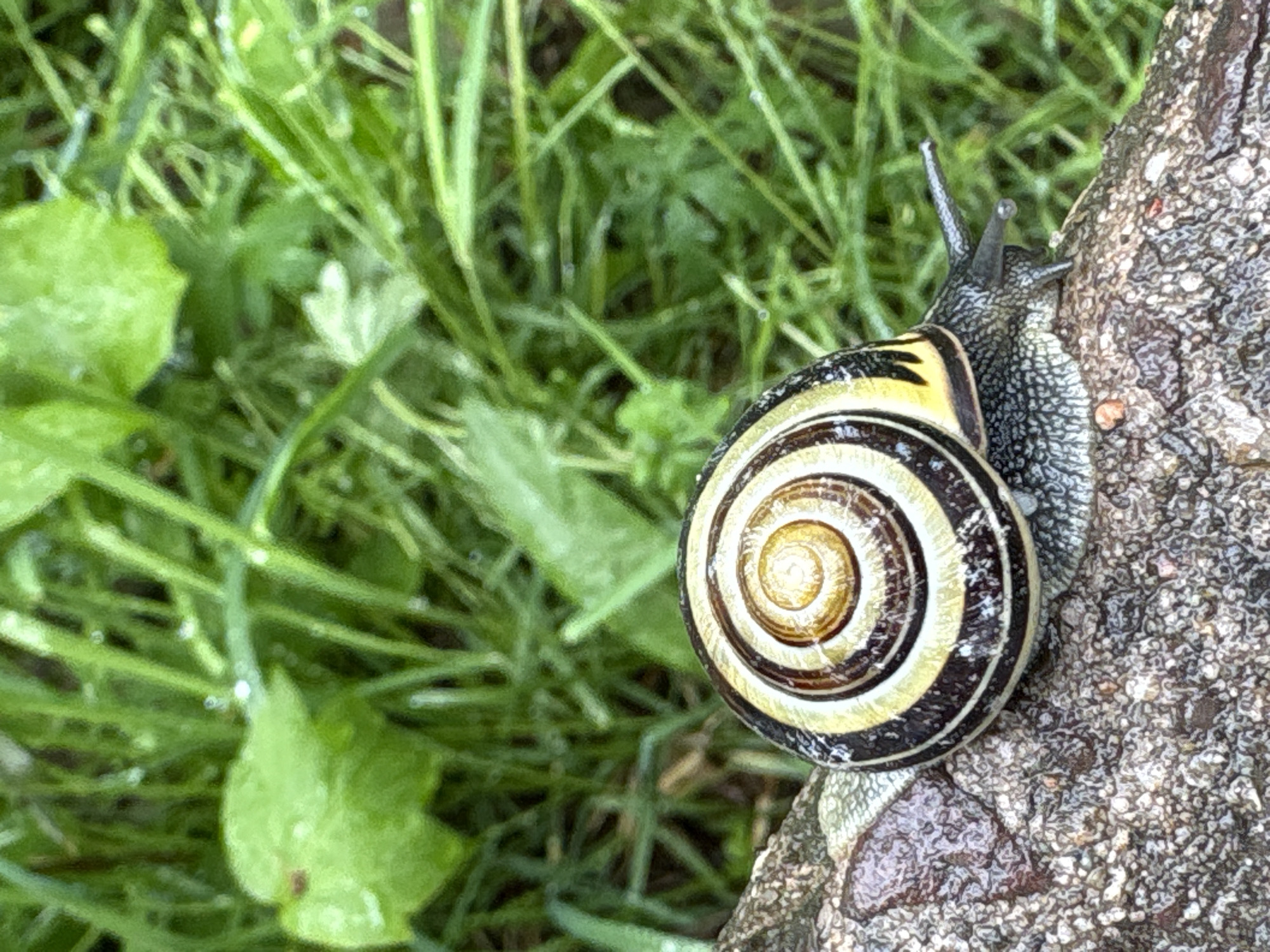 A snail with a striped shell is crawling on a rough, grey surface, possibly a tree trunk or rock, adjacent to lush green vegetation, possibly grass and leaves, in an outdoor setting. No people are visible. The location in the city of Chaikovsky, Russia is unidentifiable based on the visual information in the image.