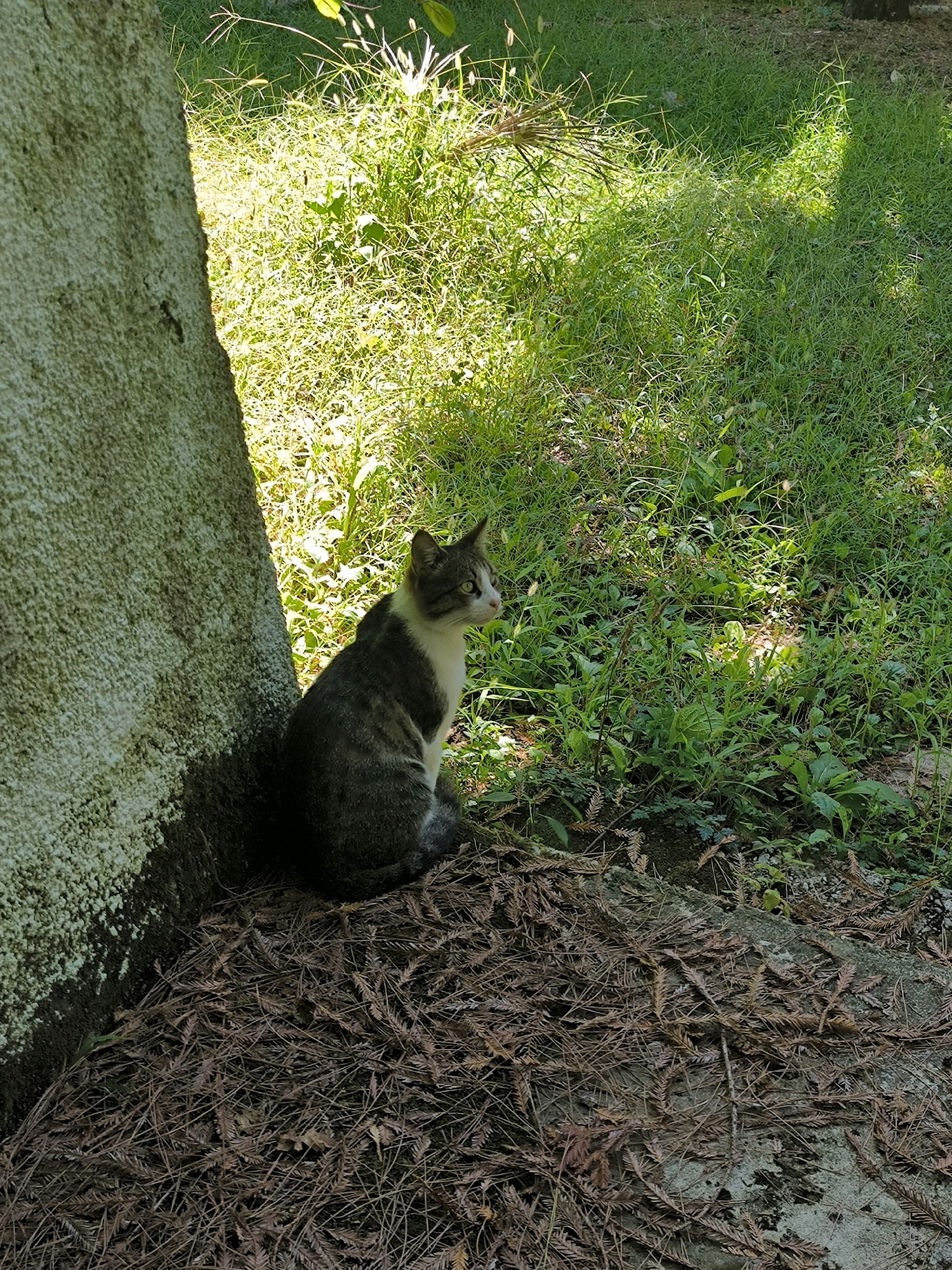 A tabby and white cat is sitting next to a tree on a bed of dry leaves and pine needles. The cat is facing to the right and looking slightly upwards. Behind the cat is a patch of green grass with sunlight filtering through the leaves, creating a dappled effect. The tree trunk is on the left side of the image and has a rough, textured surface. The overall scene depicts an outdoor environment, possibly a park or garden. This scene is not located in Sochi, Russia.