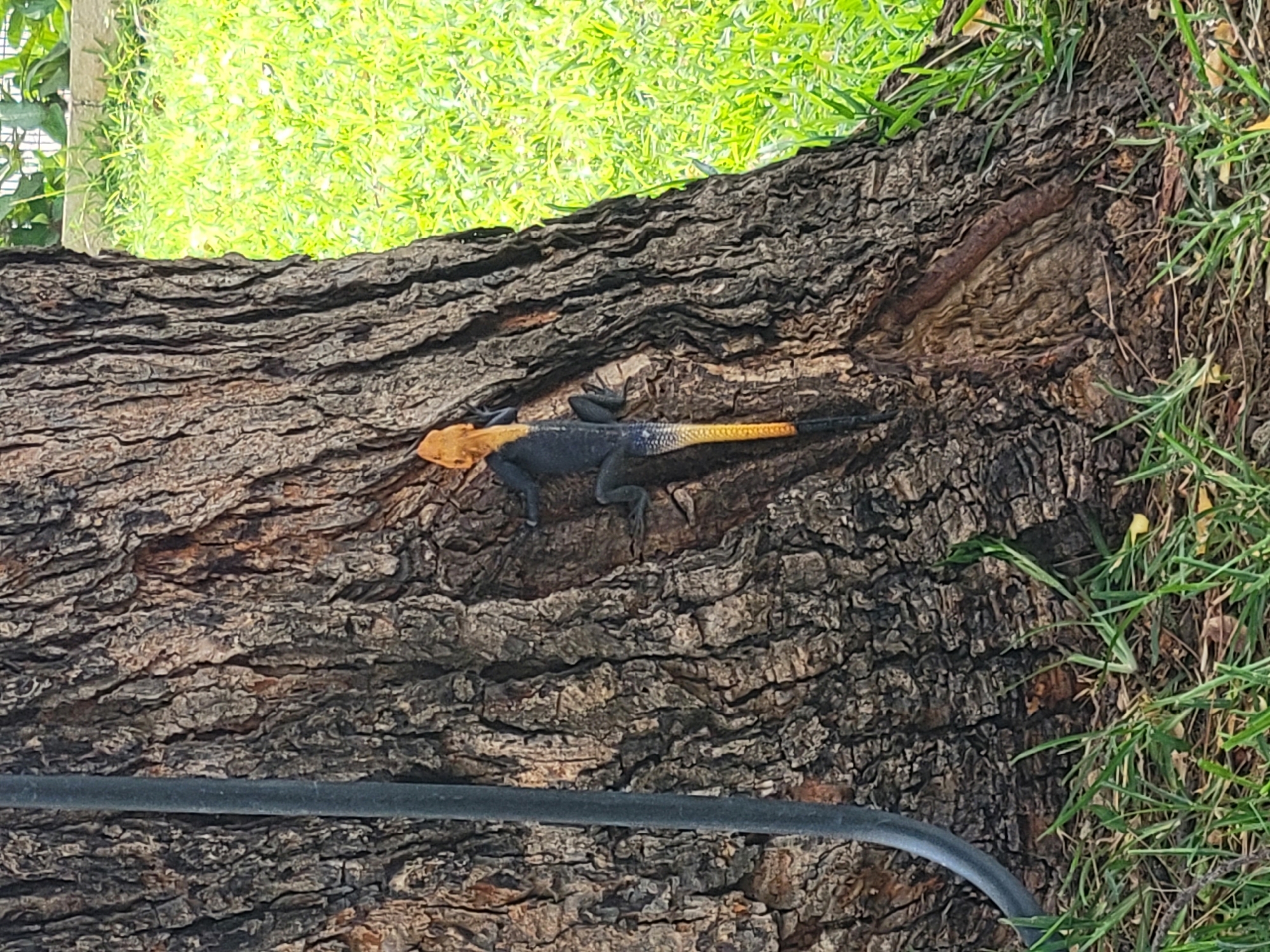 A lizard with a yellow head and tail and a black body is on the rough bark of a tree. Green foliage is visible in the background and right side of the image. A black pipe is visible on the lower left of the image. The photo was taken in Bauchi, Nigeria.