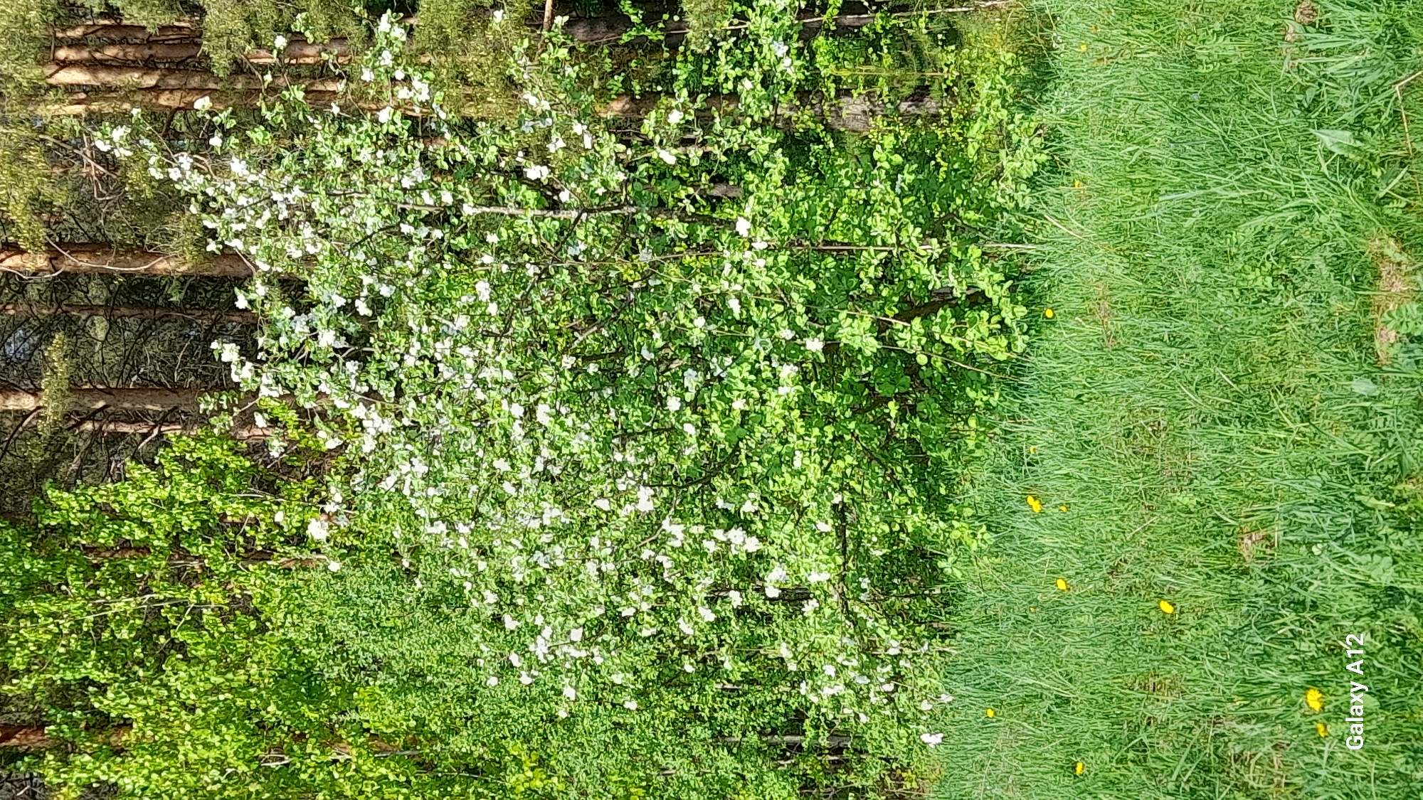The image depicts a scene in Markovskii, Russia, featuring a lush landscape. On the right side, there is a field of tall green grass interspersed with yellow dandelions. Moving left, a dense collection of green trees and bushes is visible, including a tree laden with white blossoms. To the far left, taller pine trees form a forest backdrop. The image captures a clear, sunny day, indicating late spring or early summer. At the bottom right corner is the text "Galaxy A12".