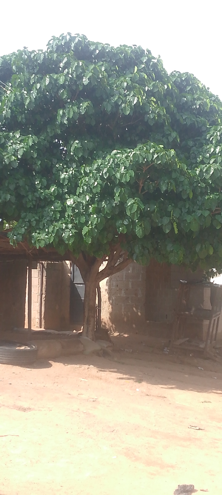 In Jalingo, Nigeria, a mature tree with a wide canopy of dense green leaves dominates the center of the frame, its branches extending over a dirt ground. The tree's thick trunk, textured and rough, is partially obscured by its foliage and roots. Behind the tree, a simple, open-sided structure with a roof supported by posts is visible. The walls of this structure appear to be constructed from cinder blocks. To the right of the tree, another cinder block structure stands, with a chair and a small wooden stand in front of it. The ground is composed of dry, sandy soil, with scattered debris, including a tire on the left side. The overall scene suggests an outdoor area adjacent to dwellings, likely in a residential or semi-commercial part of the city.