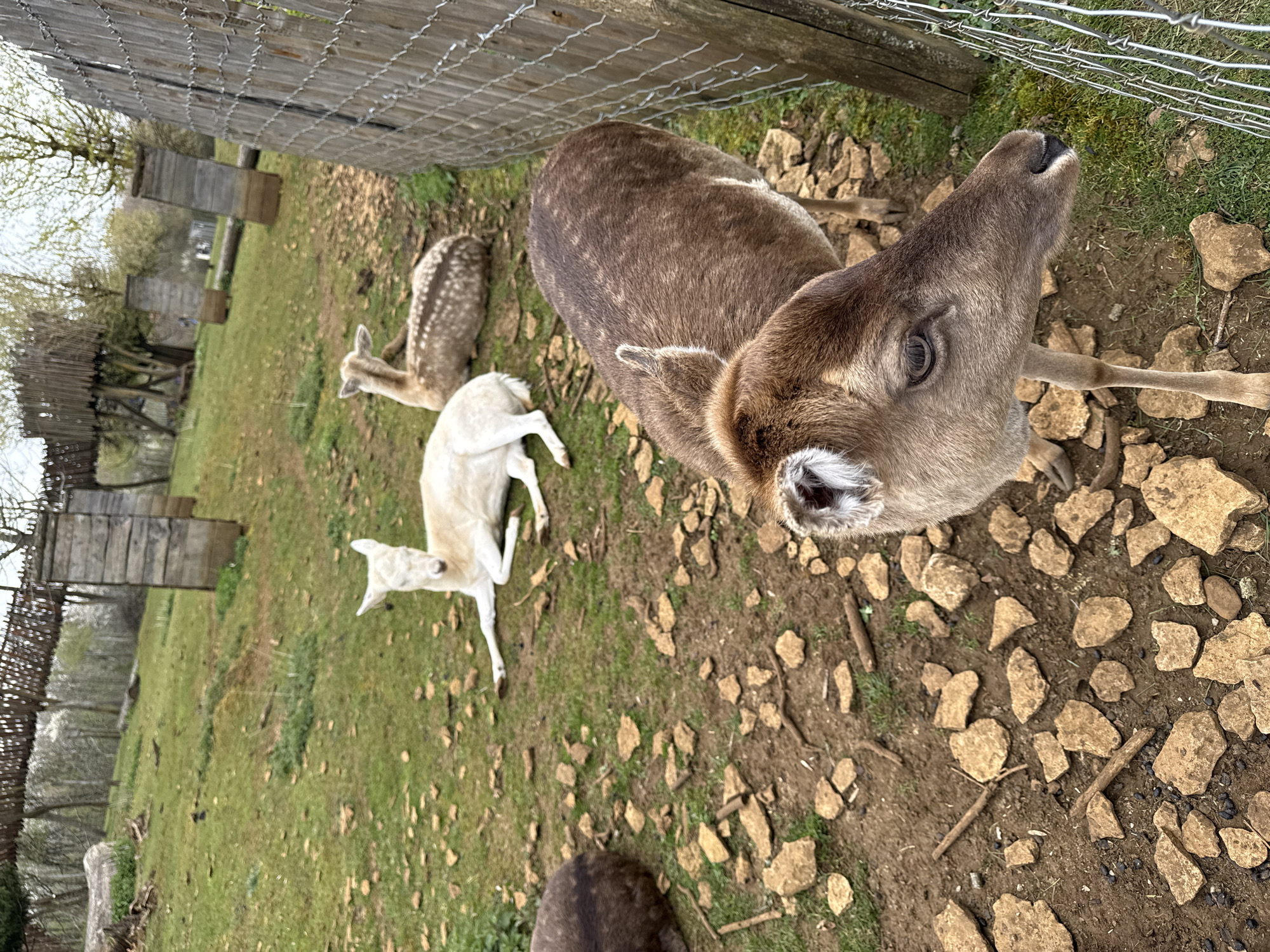 The image depicts a fenced enclosure in Esch-sur-Alzette, Luxembourg, containing three deer. One deer, brown with spots, is positioned in the foreground, close to the fence. Its head is raised, looking towards the camera. Another deer, also brown with spots, is lying down in the background. A third deer, which is white, is also lying down. The ground is covered with grass, rocks, and some soil. There are also wooden structures visible in the background.