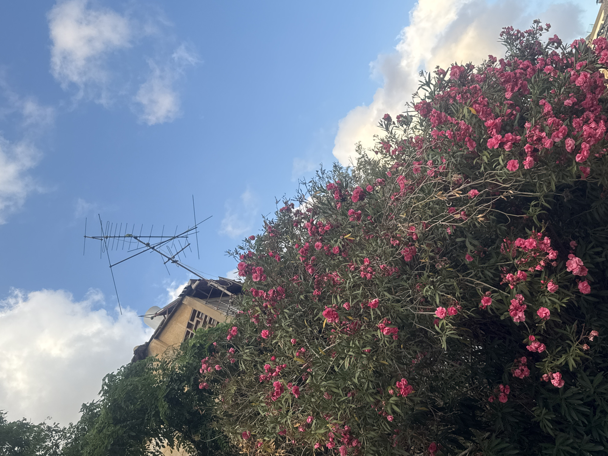 The image shows a view looking up at a building in Ramat Gan, Israel. In the foreground is a large bush with bright pink flowers. The building behind the bush is light yellow with some windows visible. Atop the building is a television antenna. The sky is blue with scattered white clouds. The angle of the shot suggests the viewer is standing at ground level.