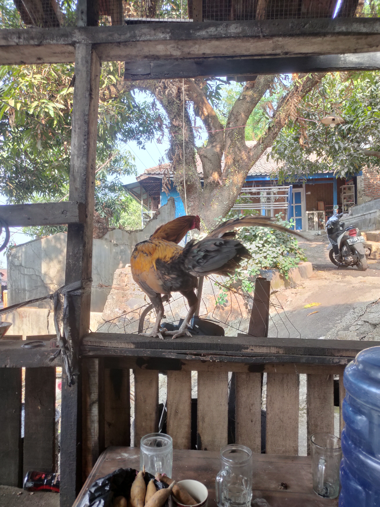 The image captures an outdoor scene at what appears to be a simple structure with wooden beams and a slatted wooden wall in the foreground, possibly a rustic eatery or shelter. A rooster with distinctive brown and black plumage is perched on a horizontal wooden beam, its tail feathers fanned out. In the background, a large tree with leafy branches dominates the view, with a glimpse of a blue-roofed building and a motorcycle parked on a dusty path. The overall impression is a rural or semi-urban setting, likely in the outskirts of Sumedang, Indonesia, given the context provided. The lighting suggests it is daytime, with sunlight filtering through the trees. On the wooden surface in the foreground, there are several glasses, a black plastic bag, and some root vegetables, indicating a possible food or drink service area.