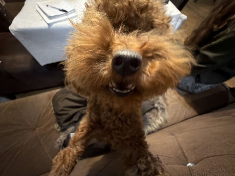 The scene is located in Sofia, Bulgaria. The image depicts a reddish-brown, curly-haired dog, likely a Poodle or Poodle mix, captured from a low, upward-looking perspective. The dog's head dominates the center of the frame, featuring a prominent black nose and an open mouth revealing upper teeth and pink gums, giving the appearance of a smile. Its fur is shaggy and somewhat disheveled around the face. The dog's front paws or legs are visible, extending towards the lower left. The background includes a brown, tufted upholstered sofa or chair to the left and beneath the dog. To the right, a stack of white or light-colored folded items, possibly textiles, is visible on an unseen surface, with darker, indistinct objects further in the background. The lighting suggests an indoor environment.
