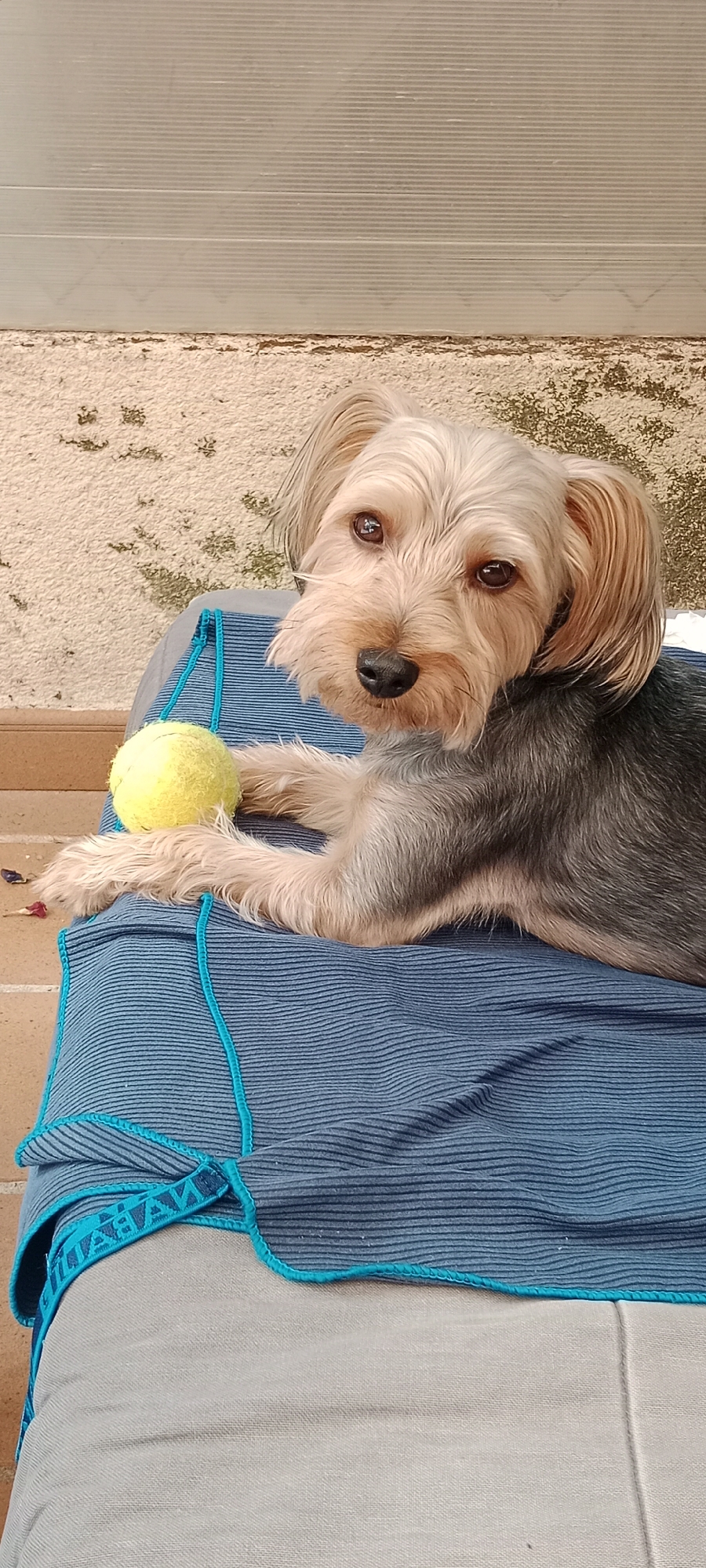 A Yorkshire Terrier lies on a blue striped blanket with a yellow tennis ball. The dog is partially on a light gray cushion. The background features a textured, off-white wall with patches of green lichen, and a translucent, ribbed white surface above it. The scene appears to be outdoors, possibly on a patio or balcony. There are no people present. The overall lighting suggests daylight. The setting is consistent with an outdoor residential area in Galapagar, Spain.