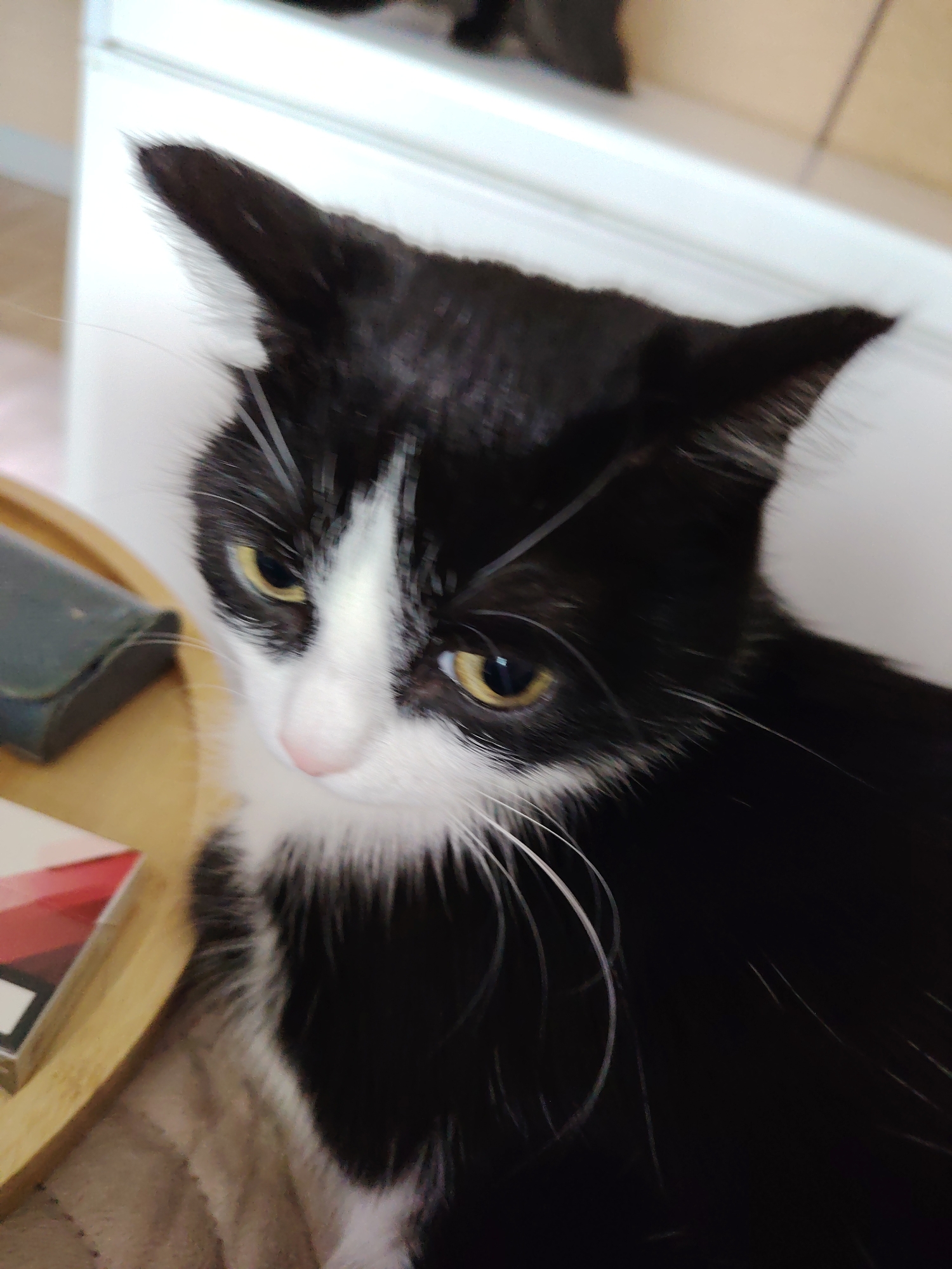 A close-up, slightly high-angle shot depicts a black and white cat. The cat's head is positioned towards the top center of the frame, with its body extending toward the lower right. The cat has pointed ears, yellow eyes, and a pink nose. The background includes a light-colored surface, possibly a shelf or countertop. A wooden tray with various objects on it, including what appears to be a black case and a package with red and white elements, is in the lower left corner. The cat appears to be indoors, and there is no information about location or city.