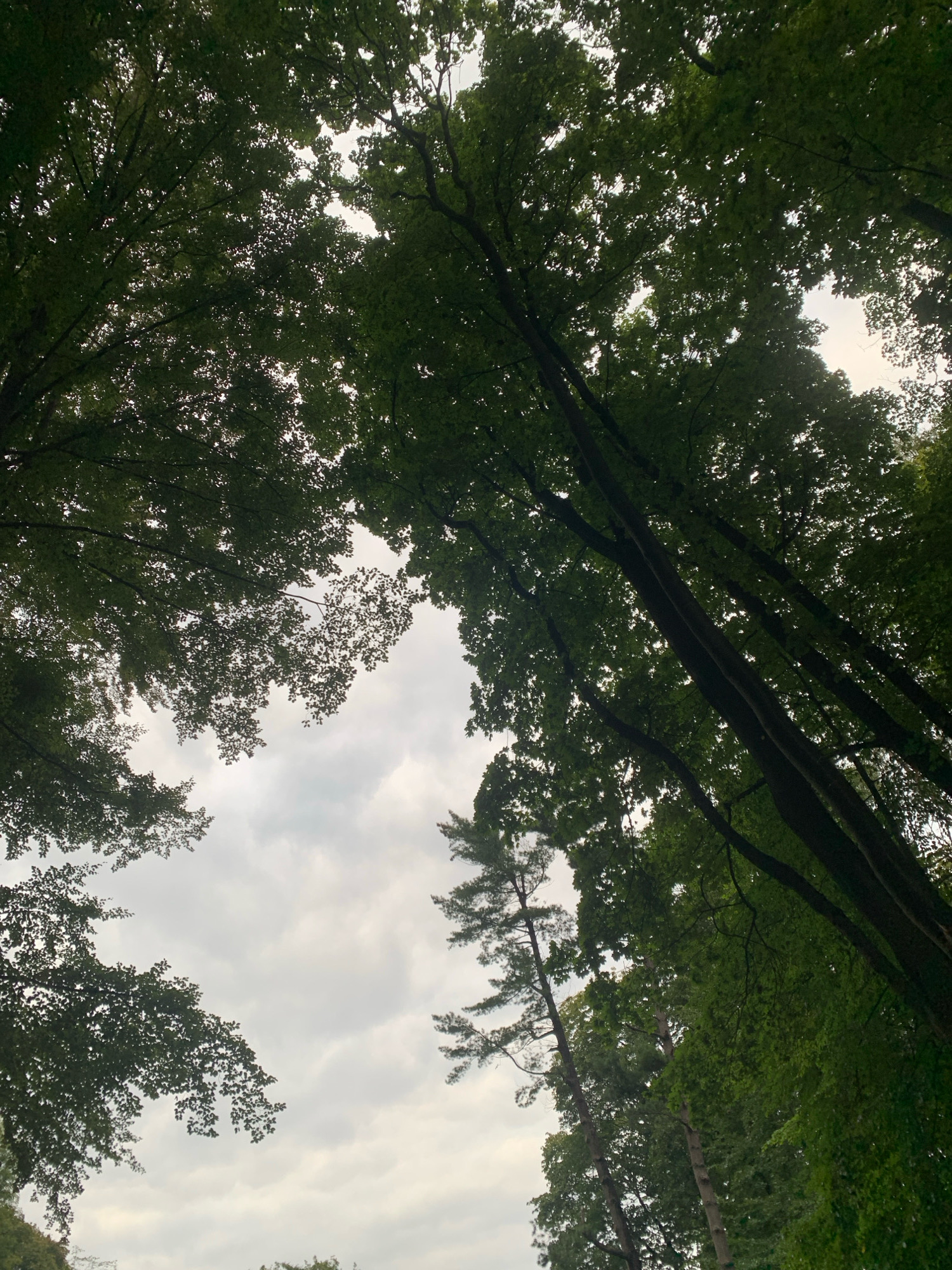 The image shows a view looking up through the canopy of a dense forest. Tall trees with dark green leaves dominate the frame, their branches extending upwards and inwards, creating a partial enclosure of the sky. The sky itself is overcast with soft, diffused light filtering through the clouds, which appear grey and white. In the lower portion of the image, a tall, slender pine tree stands out against the broader leaves of the deciduous trees. The scene is characteristic of a wooded area, possibly a park or a natural reserve within a city. Given the context of Lviv, Ukraine, this could be a view from within the forests of the Lviv Greater City, such as the forests surrounding Vysokyi Zamok hill or in the suburban areas of Lviv. No people or specific man-made objects are visible, focusing solely on the natural environment.