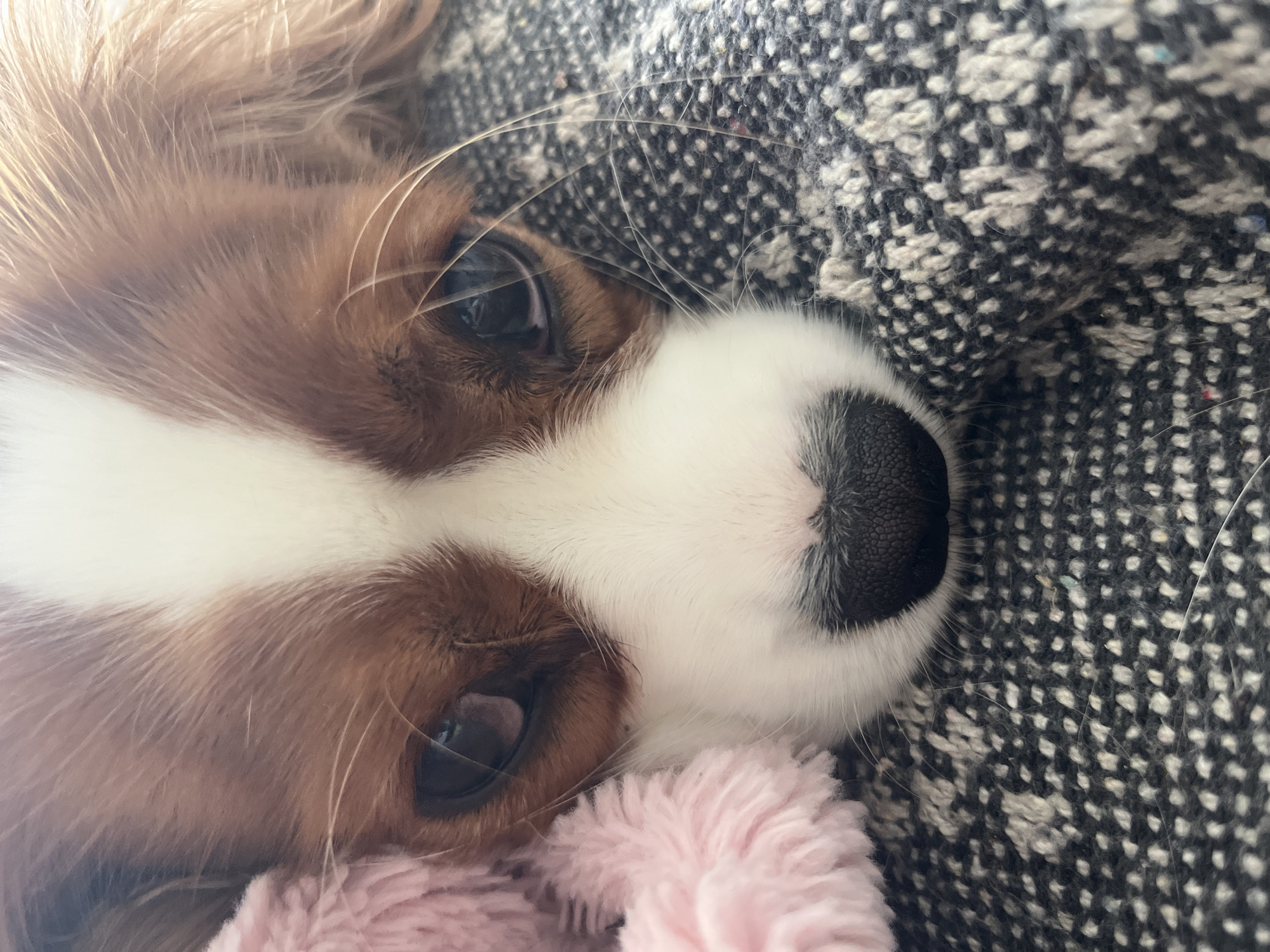 This is a close-up, low-angle, outdoor photograph of the face of a Cavalier King Charles Spaniel dog. The dog's head is resting on a textured, dark gray and white woven blanket. To the left of the dog's face is a fluffy, light pink object, likely a toy. The dog has large, dark eyes, a black nose, and brown and white fur. The dog's expression appears calm and relaxed. The photograph was taken in Gertwiller, France.