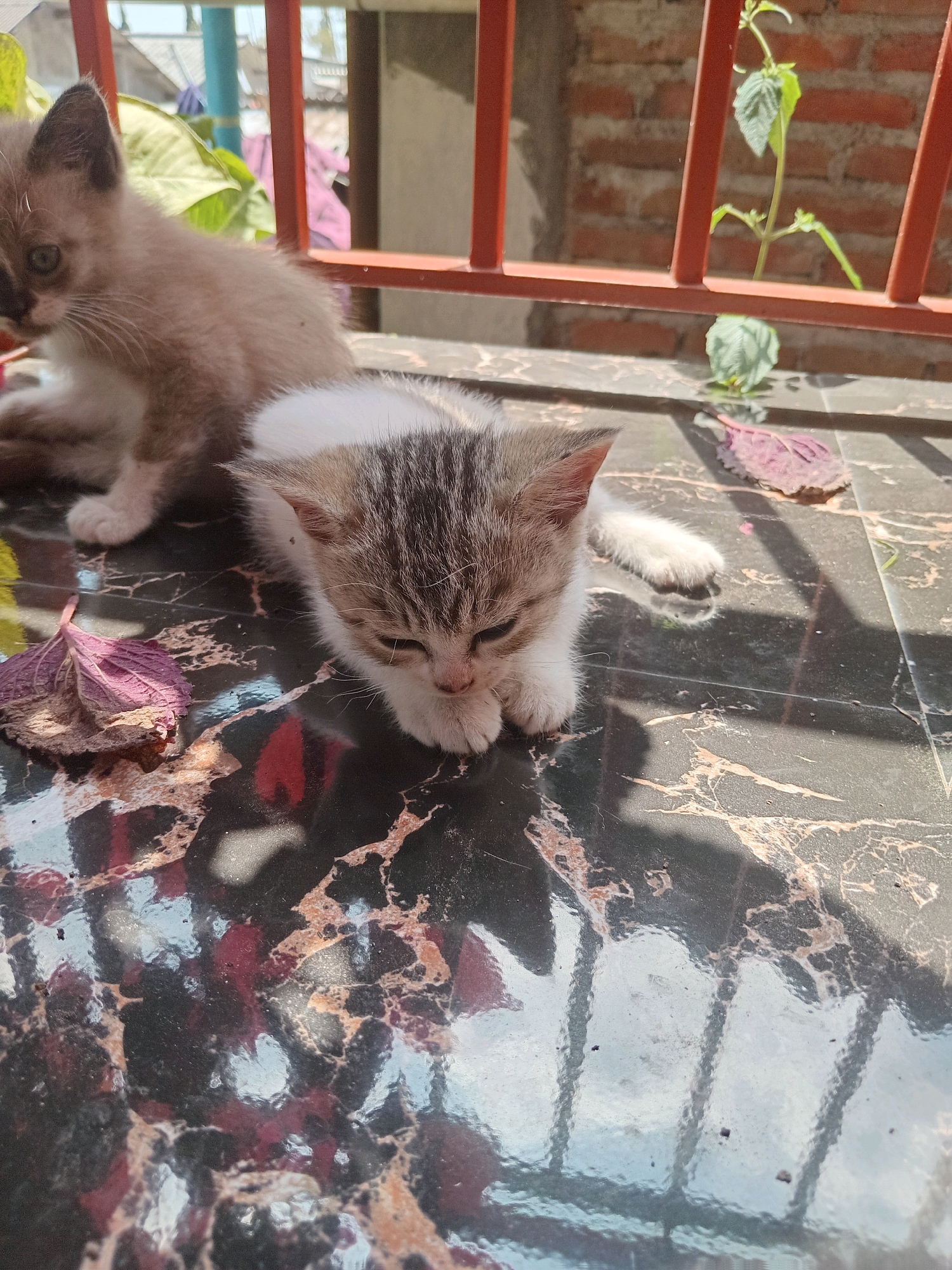 In Claket, Indonesia, two kittens are resting on a polished, dark marble-patterned surface outdoors, possibly a patio or balcony. A light brown and white kitten is in the foreground, its eyes closed, appearing to sleep or rest. It has tabby markings on its face and ears. To its left and slightly behind, a darker brown and white kitten is also present, its head turned to the left, with one eye visible. The background features a red metal railing, some green foliage, and a brick wall, suggesting an urban or semi-urban setting. Fallen leaves, one a deep purple, are scattered on the surface, and sunlight casts shadows from the railing onto the scene.