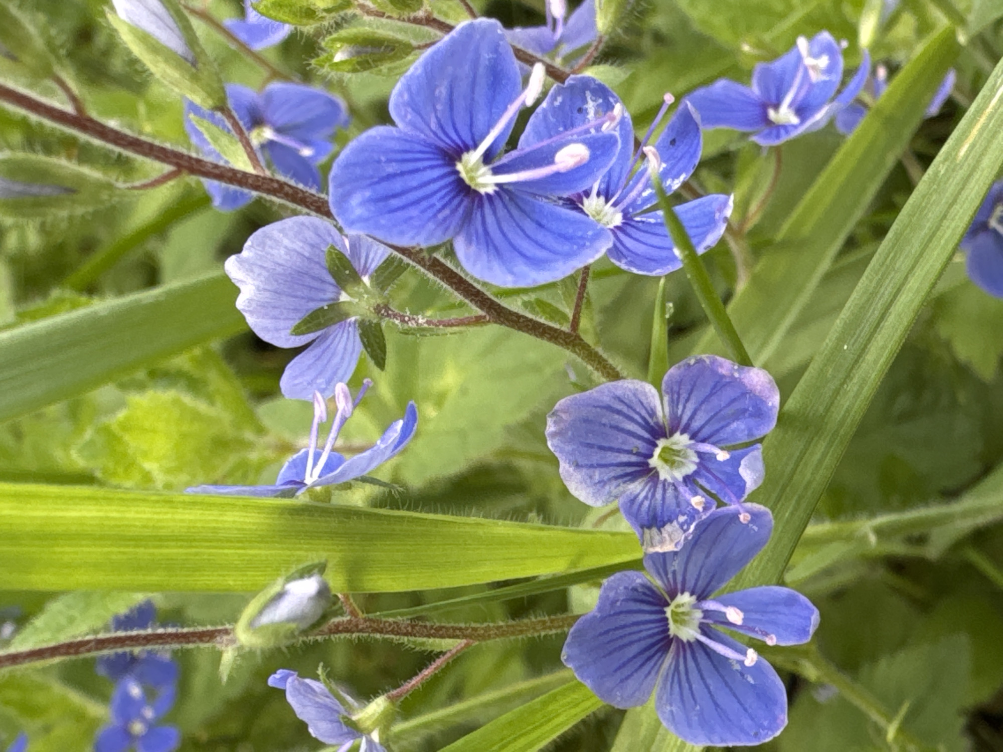 The image displays a close-up view of several small blue flowers, likely speedwell (Veronica sp.), scattered amongst green grass and stems. The flowers have five petals, with visible stamens and pistils in the center. Some buds are also present, partially opened. The background is a blur of green foliage, suggesting an outdoor environment. The lighting appears natural, with soft shadows indicating it is daytime. There are no people or animals visible in the image, nor any man-made objects or structures. The scene is situated in a natural setting. The provided location is Steklyannyi, Russia, which is consistent with a natural environment where such flowers might grow.