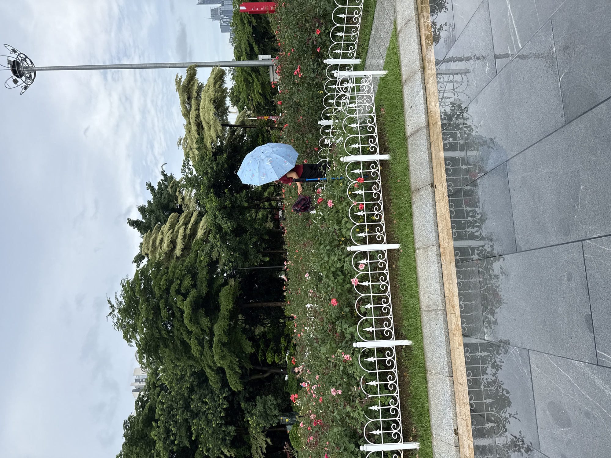 A person holding a light blue umbrella stands in a rose garden in Tianhe District, China. The person, wearing a red shirt and dark pants, is partially obscured by the umbrella and the rose bushes. The garden is bordered by a white decorative fence and a strip of grass. Beyond the garden, a tall lamppost stands to the right, and various trees and buildings are visible in the background under a cloudy sky. The paved ground in the foreground is wet, reflecting the surrounding scene.