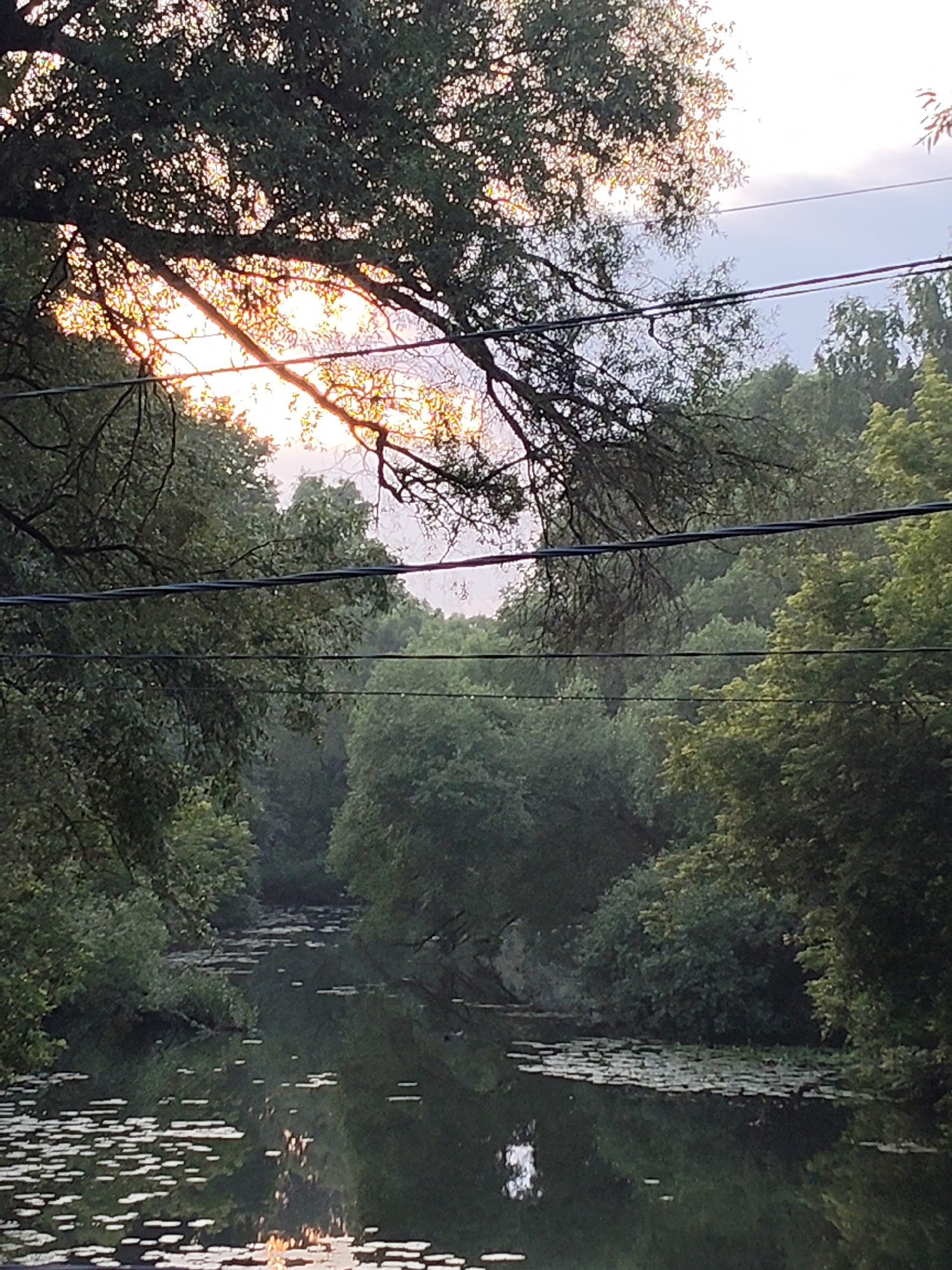 The image depicts a tranquil natural scene, likely a canal or slow-moving river, surrounded by dense foliage. The sun is setting, casting a warm glow through the branches of a large tree in the foreground, which also obscures a portion of the sky. Several dark wires are strung horizontally across the image, implying human infrastructure in the vicinity. The water's surface is dotted with lily pads and reflects the surrounding trees and the sky. This scene is located in Chekhov, Russia, possibly near a wooded area or park. There are no people or animals visible in the frame.