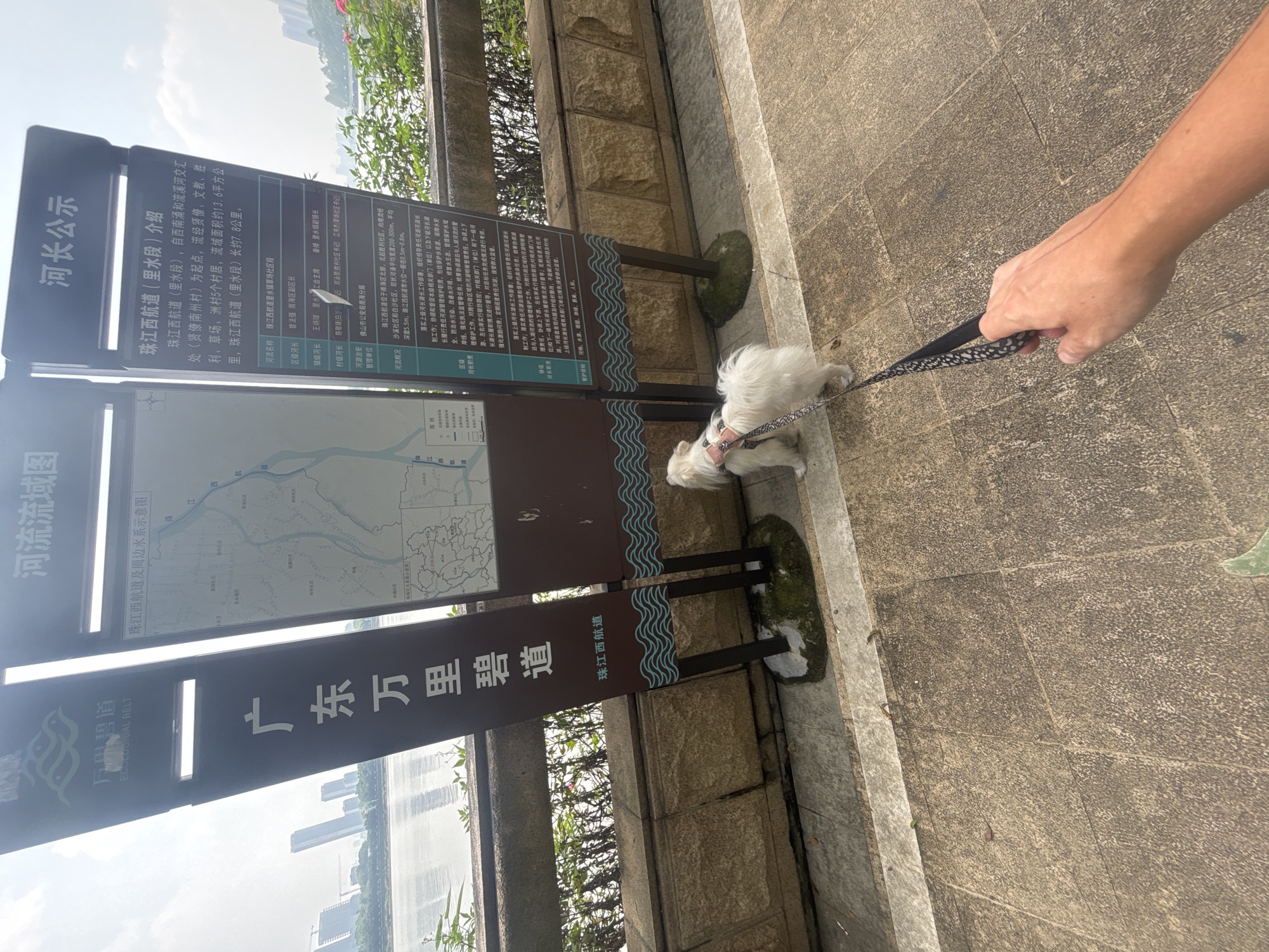The image depicts an outdoor scene with two large informational signs and a small white dog on a leash. One sign on the left is dark brown with white text and a logo, reading "Ecological Belt" in English, and in Chinese "Guangdong Wanli Bijing Dao Zhu Jiang Xi Hang Dao". The sign on the right is a lighter brown and displays maps and text in Chinese under the headings "River Flow Map" and "River Chief System". The text on this sign describes the "Pearl River West Section (Water Section)" and details its geographical features, river chief responsibilities, and river flow conditions, indicating a location in the Nanhai District, China. The environment appears to be a paved walkway next to a body of water, with some greenery and buildings visible in the background. The dog, a small white fluffy breed, is positioned on the walkway, facing to the left. A person's hand, holding a patterned leash attached to the dog, is visible in the foreground, suggesting the dog is being walked. The lighting suggests it is daytime, with some sunlight creating shadows.
