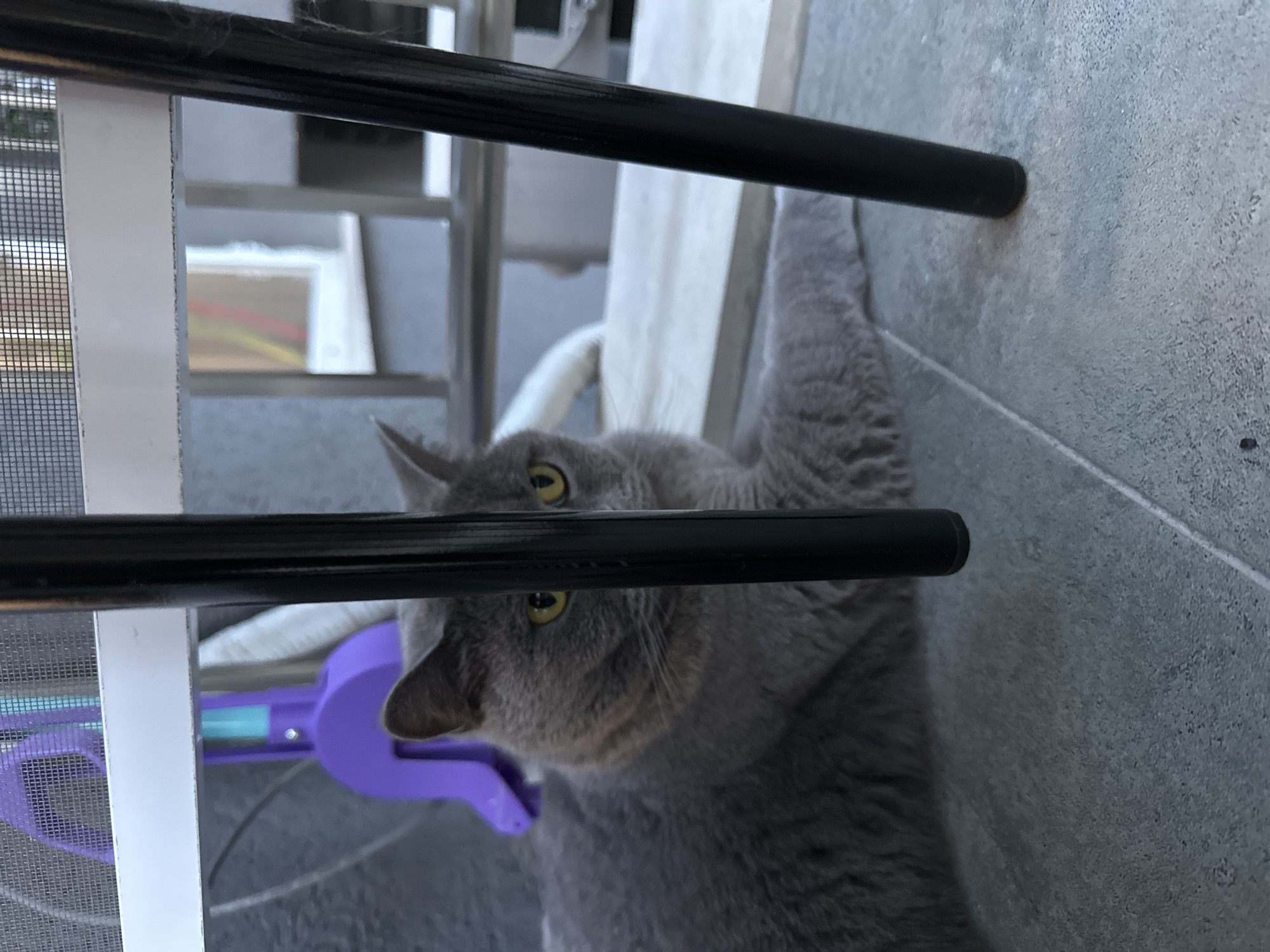A close-up, low-angle shot shows a grey cat with bright yellow eyes peering through a black railing. The cat's head is tilted, and its ears are alert. Behind the cat, a purple object with a turquoise accent is visible, possibly a toy. The background is blurred, but suggests an outdoor setting with a textured grey floor and glimpses of a screened window and some distant structure. The lighting appears natural, suggesting daytime. The overall mood is curious and focused, centered on the cat's gaze.