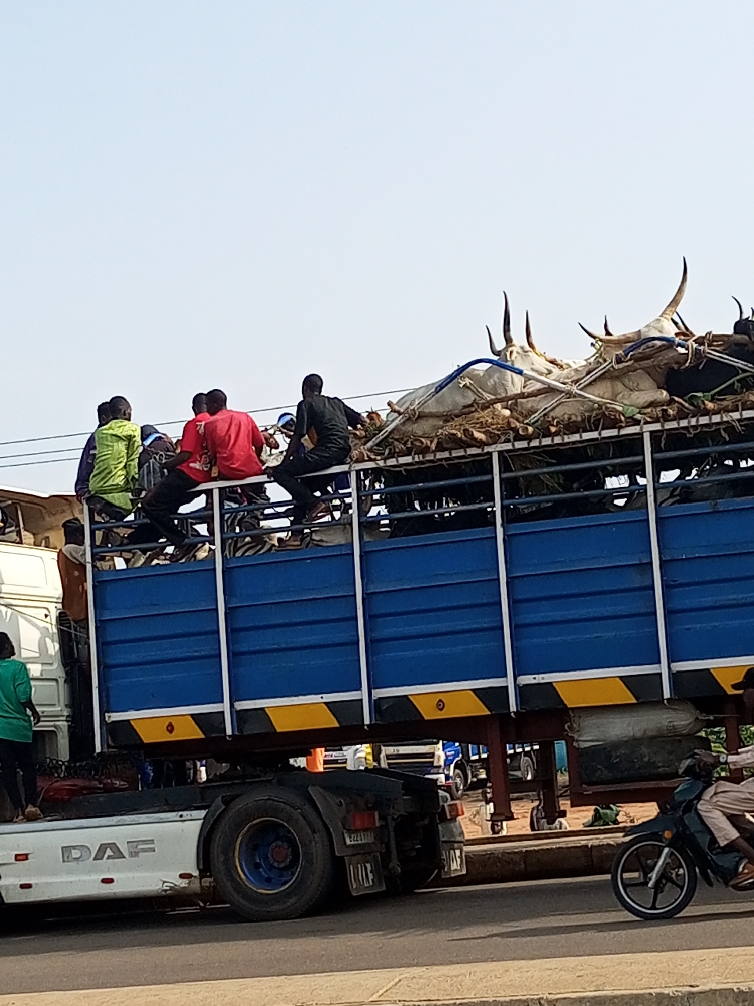 The image shows a large, blue truck trailer filled with cattle and several people, likely in Wuro Dole, Nigeria. The cattle are partially visible, with their horns protruding from the top of the trailer, and are bound with ropes. Multiple individuals, predominantly young men, are seated on the edges of the trailer, some appearing to be supervising or traveling with the livestock. The truck is parked on a paved road, with other vehicles and a person on a motorcycle visible in the background. The sky is clear and bright, suggesting a daytime scene. The overall impression is one of agricultural transport.