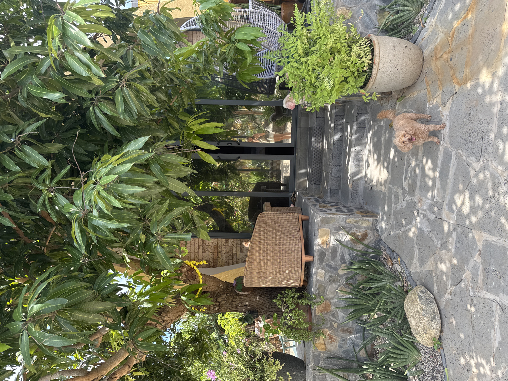 This is an exterior shot of a tropical home or resort in Mũi Né, Vietnam, likely during daytime, as indicated by the strong sunlight and shadows. The scene is dominated by lush greenery, with a large mango tree providing shade over a stone patio and entryway. In the foreground, a small, light brown poodle stands on a flagstone path. Behind the dog, to the right, is a large, textured beige pot overflowing with vibrant green foliage. To the left of the path, a cluster of snake plants grows in a gravel bed against a stone retaining wall.
The entryway features a set of stone steps leading up to a glass door. To the left of the steps, on a raised stone platform, sits a wicker armchair. A person, reflected in the glass door, appears to be standing inside the building, and a light-colored dog is also visible in the reflection. To the right of the entryway, a white woven hanging chair is partially visible. The building itself has yellow walls and brick accents. The overall impression is one of a relaxed, outdoor living space in a warm climate.