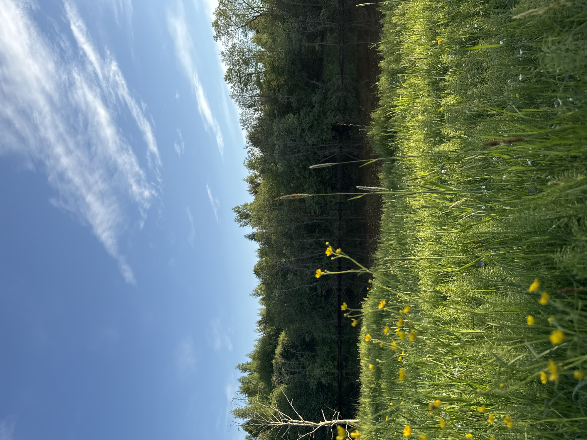 The image shows a natural scene in Egorii, Russia. A clear blue sky with wispy clouds is visible. Below the sky, a line of dense green trees forms a border. Below the trees, a body of dark water reflects the trees above. The foreground is dominated by tall green grass, interspersed with small yellow wildflowers. A dead, leafless tree branch is visible on the left side of the image. The scene appears to be a field or meadow next to a lake or river, surrounded by a forest.