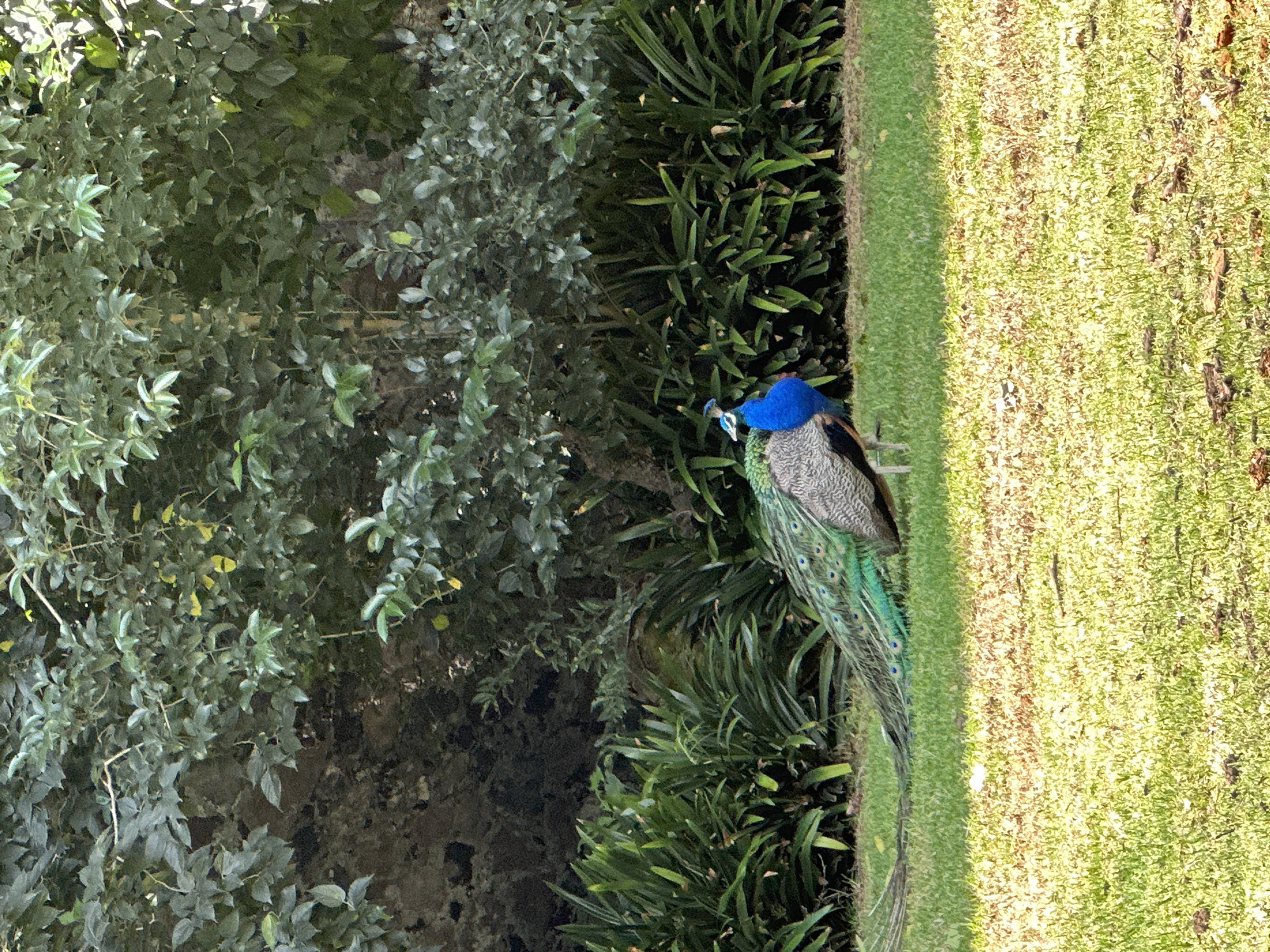 A peacock stands in a grassy area with lush green foliage and a stone wall in the background. The peacock is facing left and its tail feathers are fanned out. The image was taken in Mexico City, Mexico.