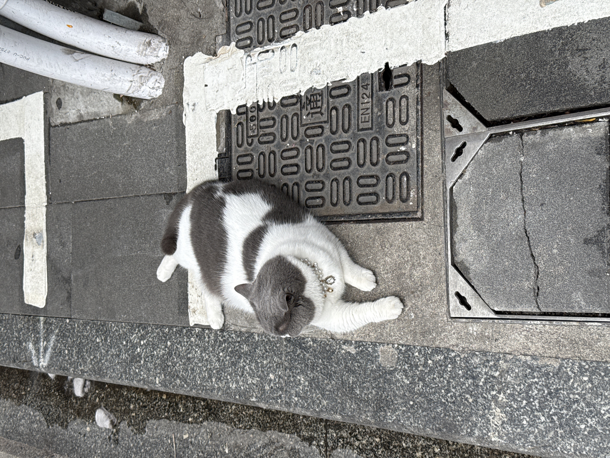 The image shows a gray and white cat wearing a pearl necklace lying on a sidewalk next to a manhole cover. The cat's paws are extended, and its head is facing the viewer. The manhole cover is gray and has a pattern of rectangular openings. There is white paint on the manhole cover and the surrounding sidewalk. To the left of the cat are white pipes. The image appears to be taken from above. Based on visual cues and OCR, the location is the city of Liwan District, China.