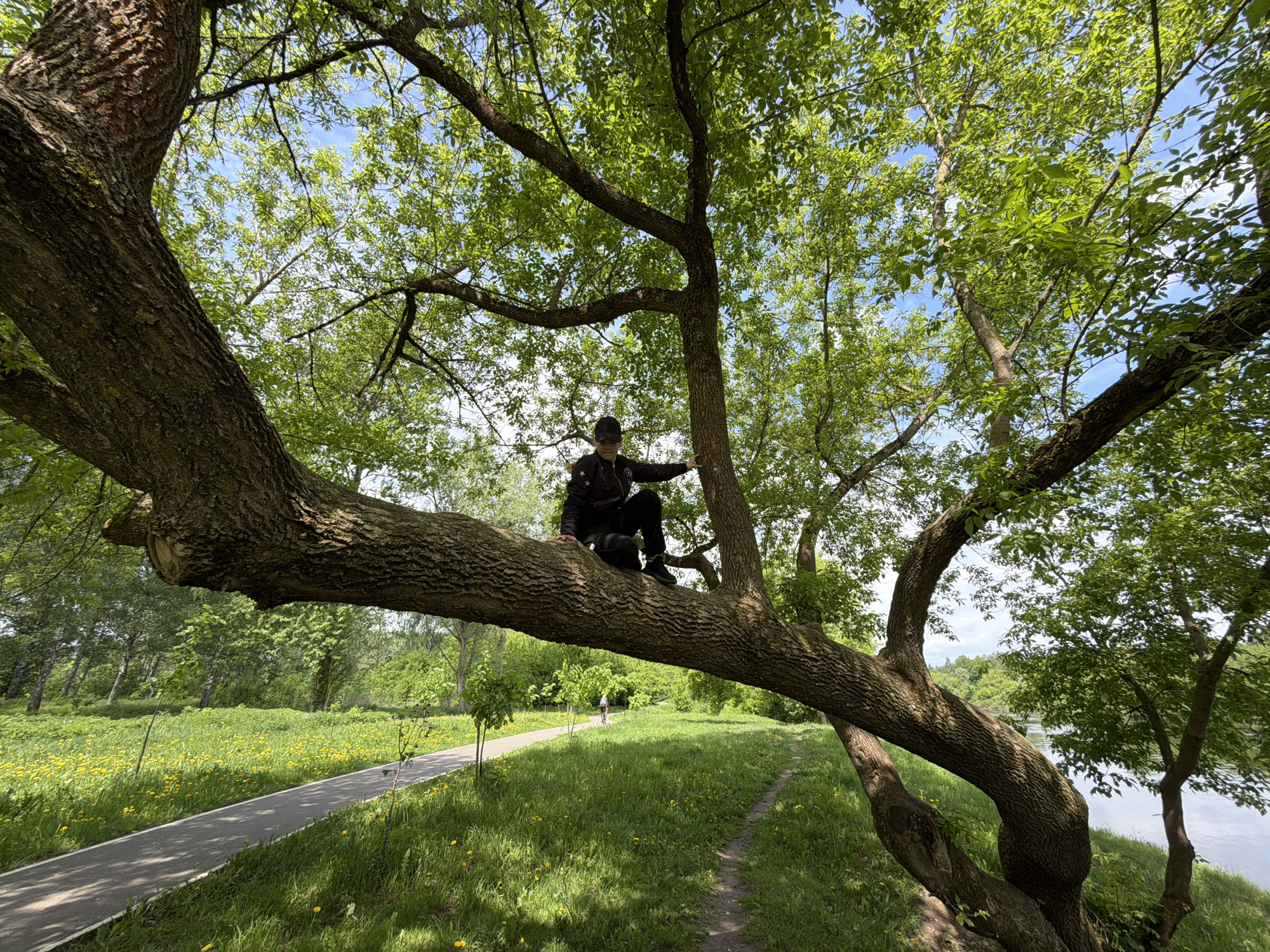 The image depicts a person sitting on a large tree branch. The person is wearing a black jacket and pants and appears to be an adult. The tree branch is thick and extends over a grassy area. In the background, there is a paved path with a person walking on it, as well as a body of water and more trees. The sky is visible through the trees, with some clouds. The location appears to be a park or similar green space in the city of Unknown, Unknown.